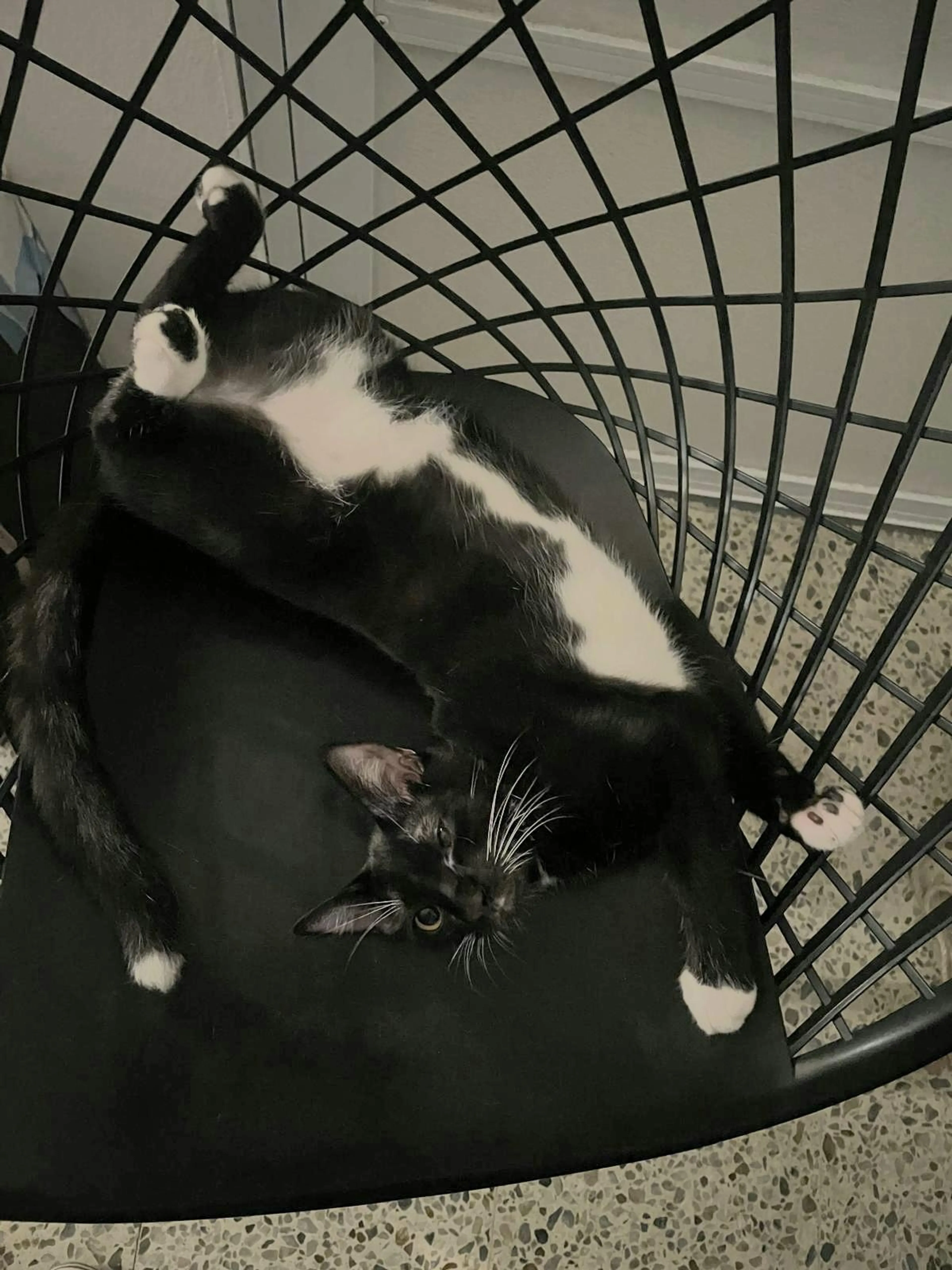 Found pet-1