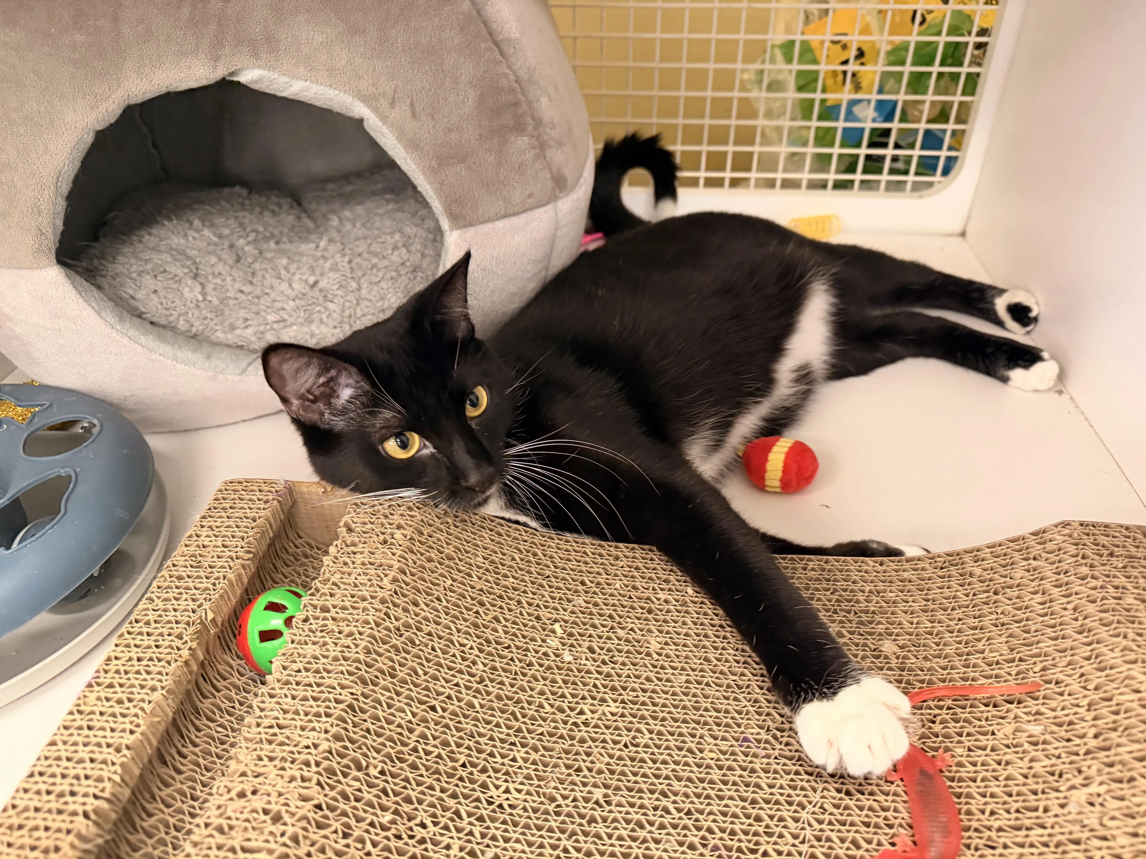 Found pet-4