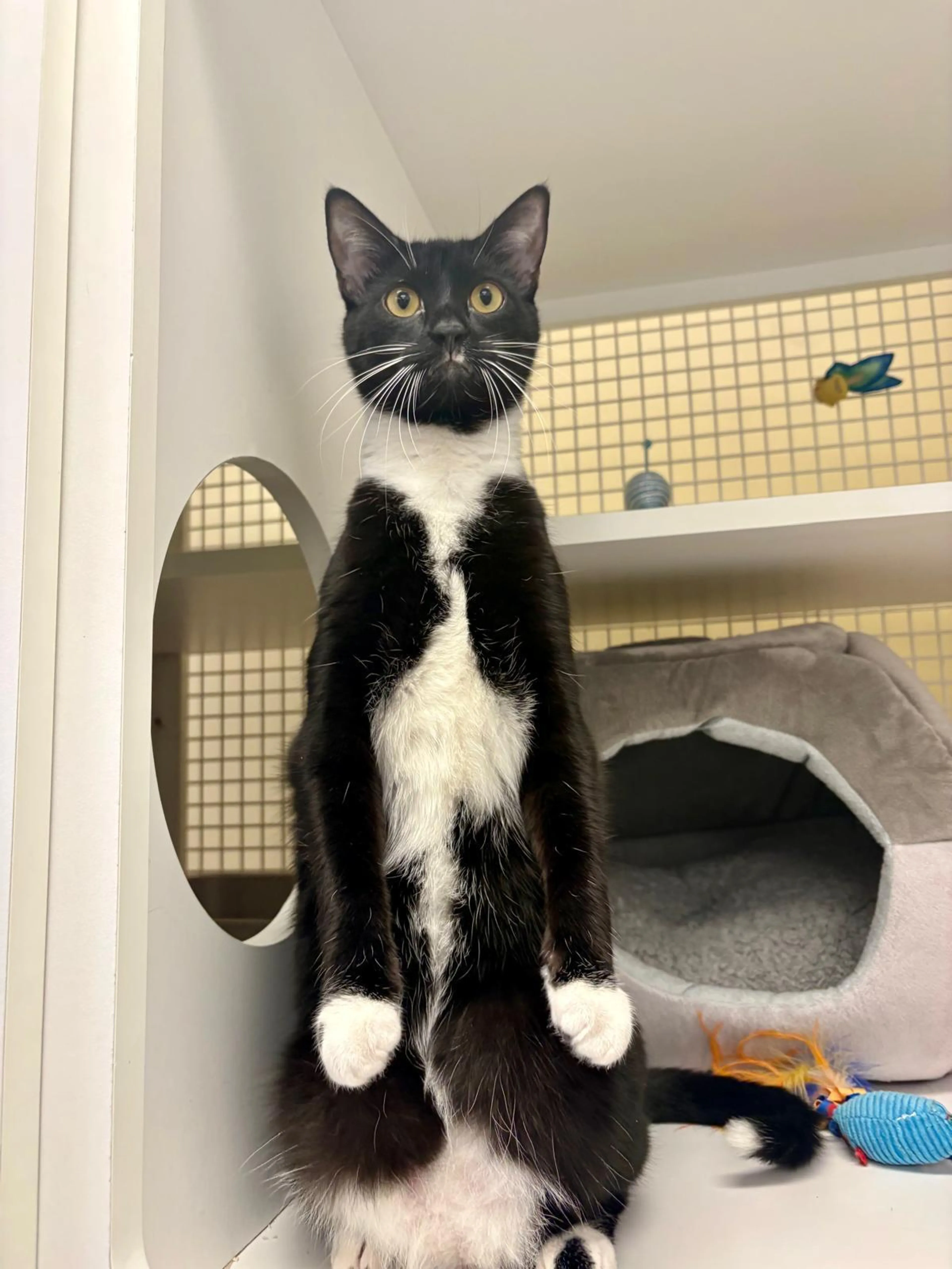 Found pet-2