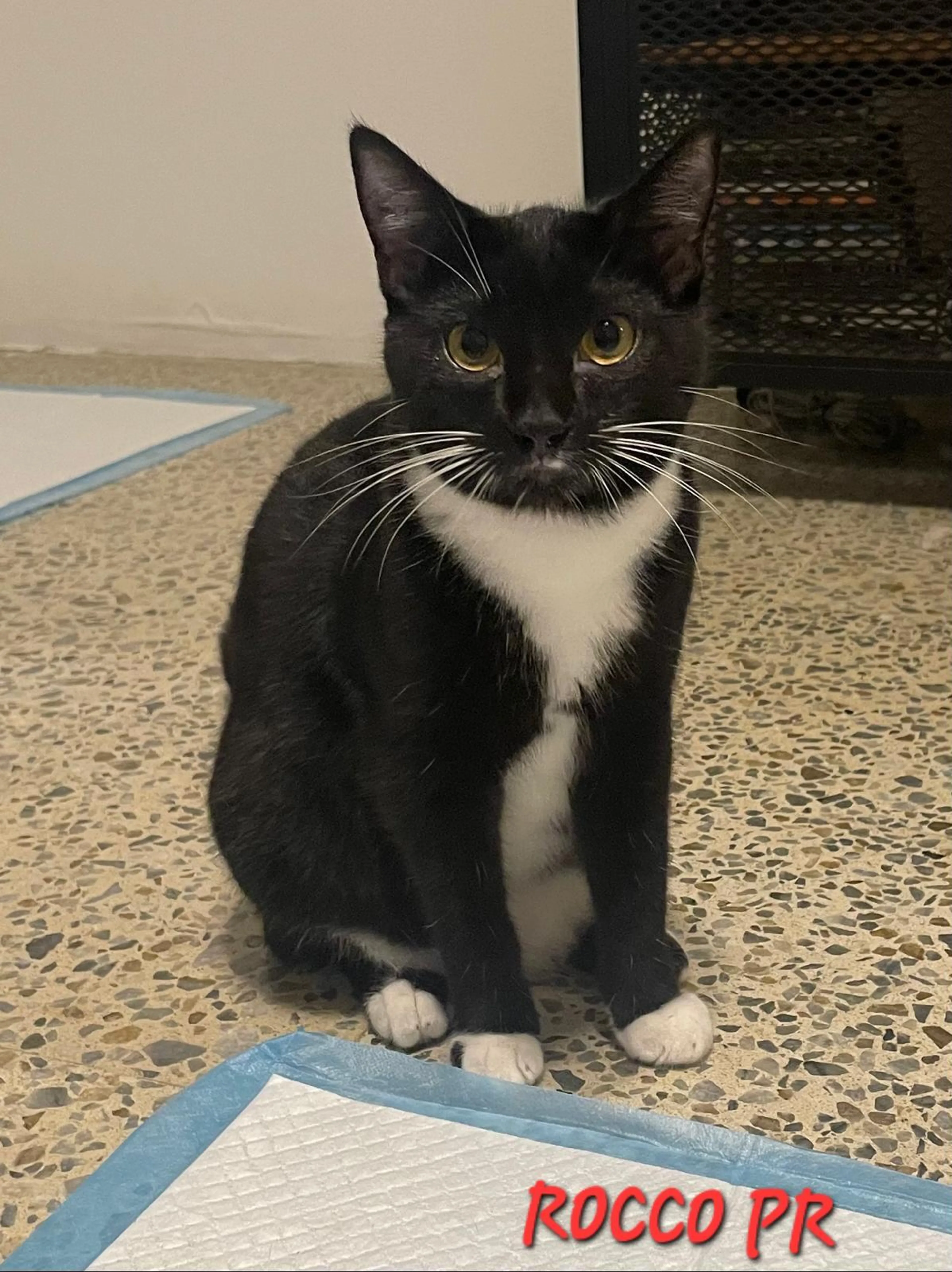 Found pet-2