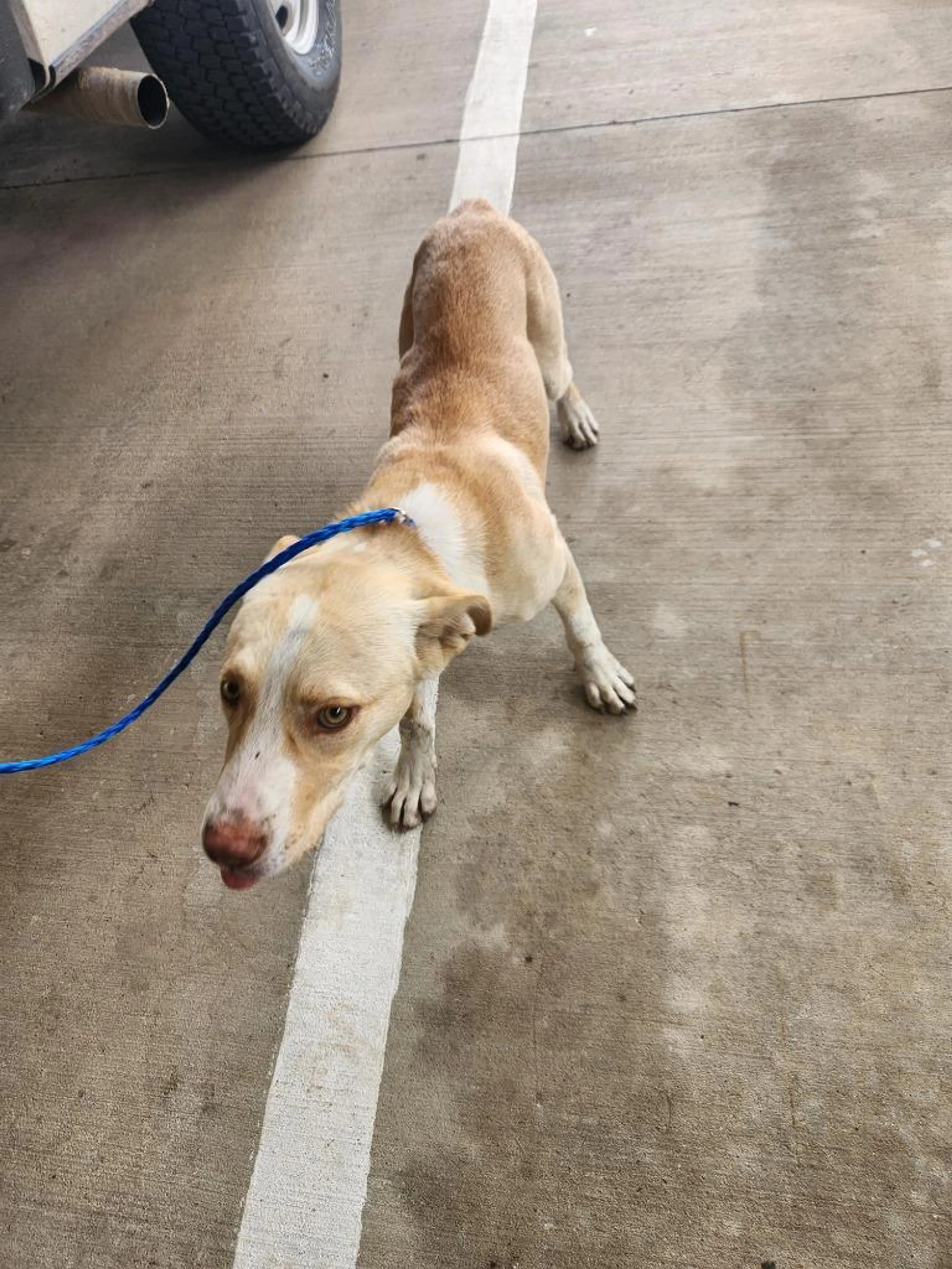 Found pet