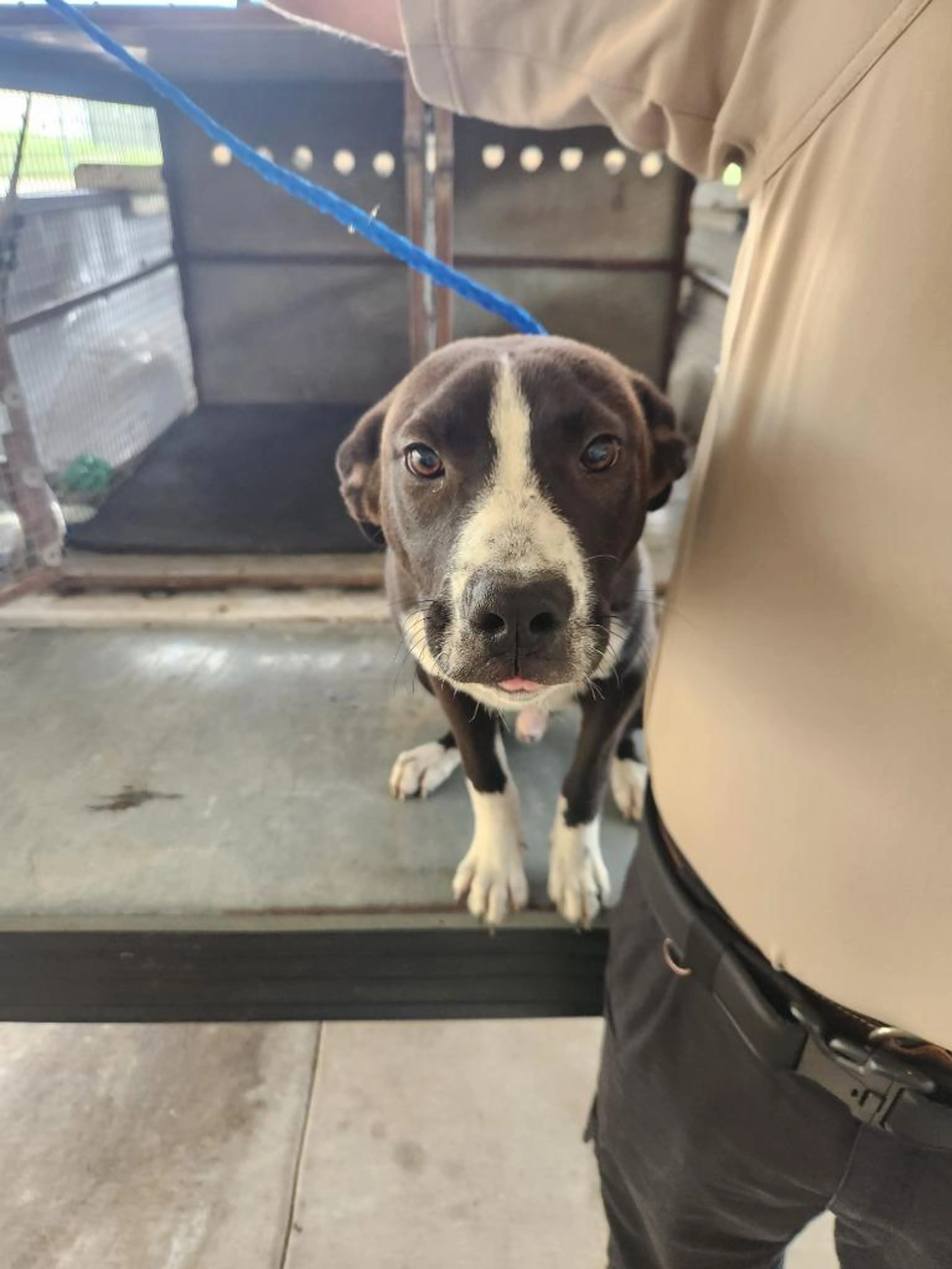Found pet