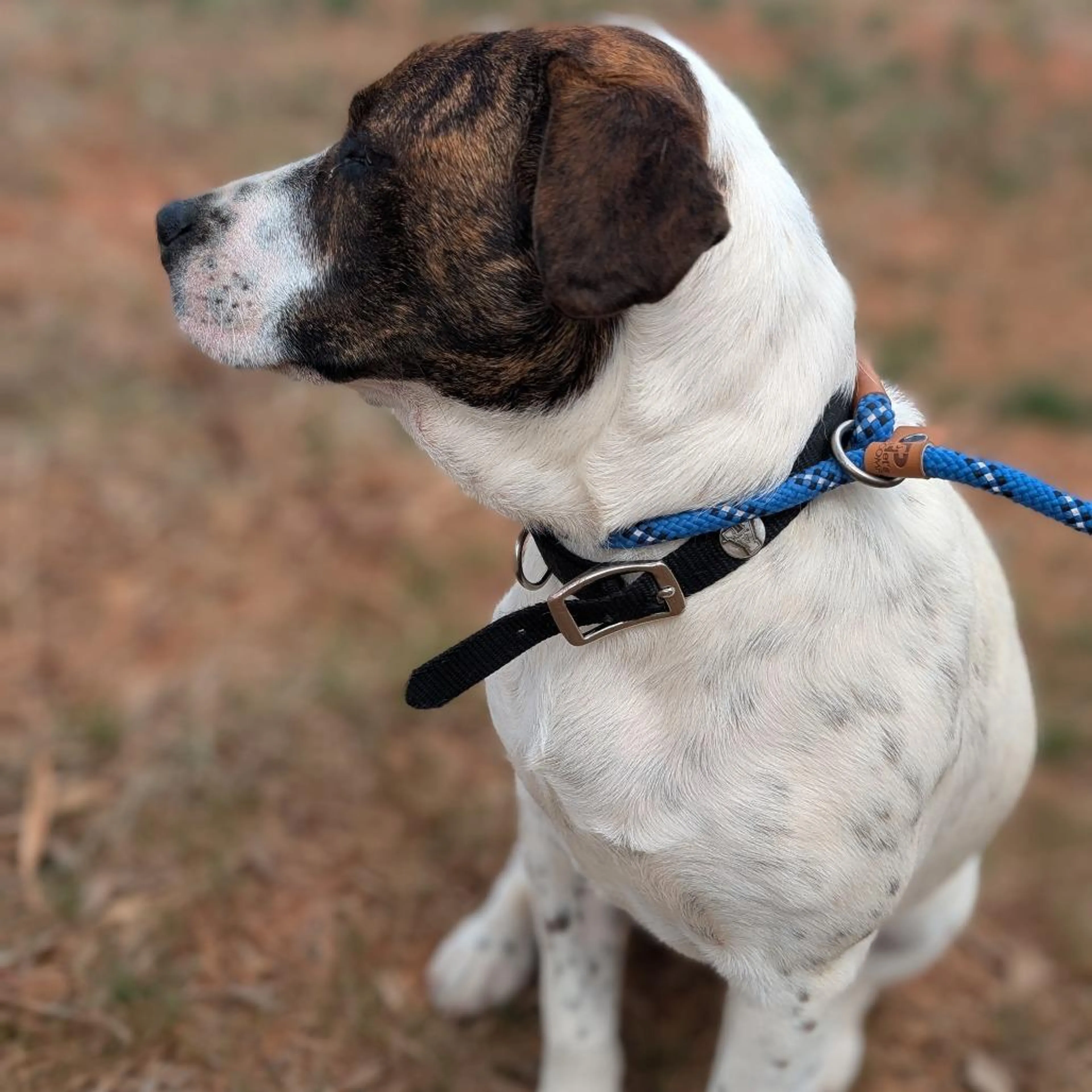 Found pet-4