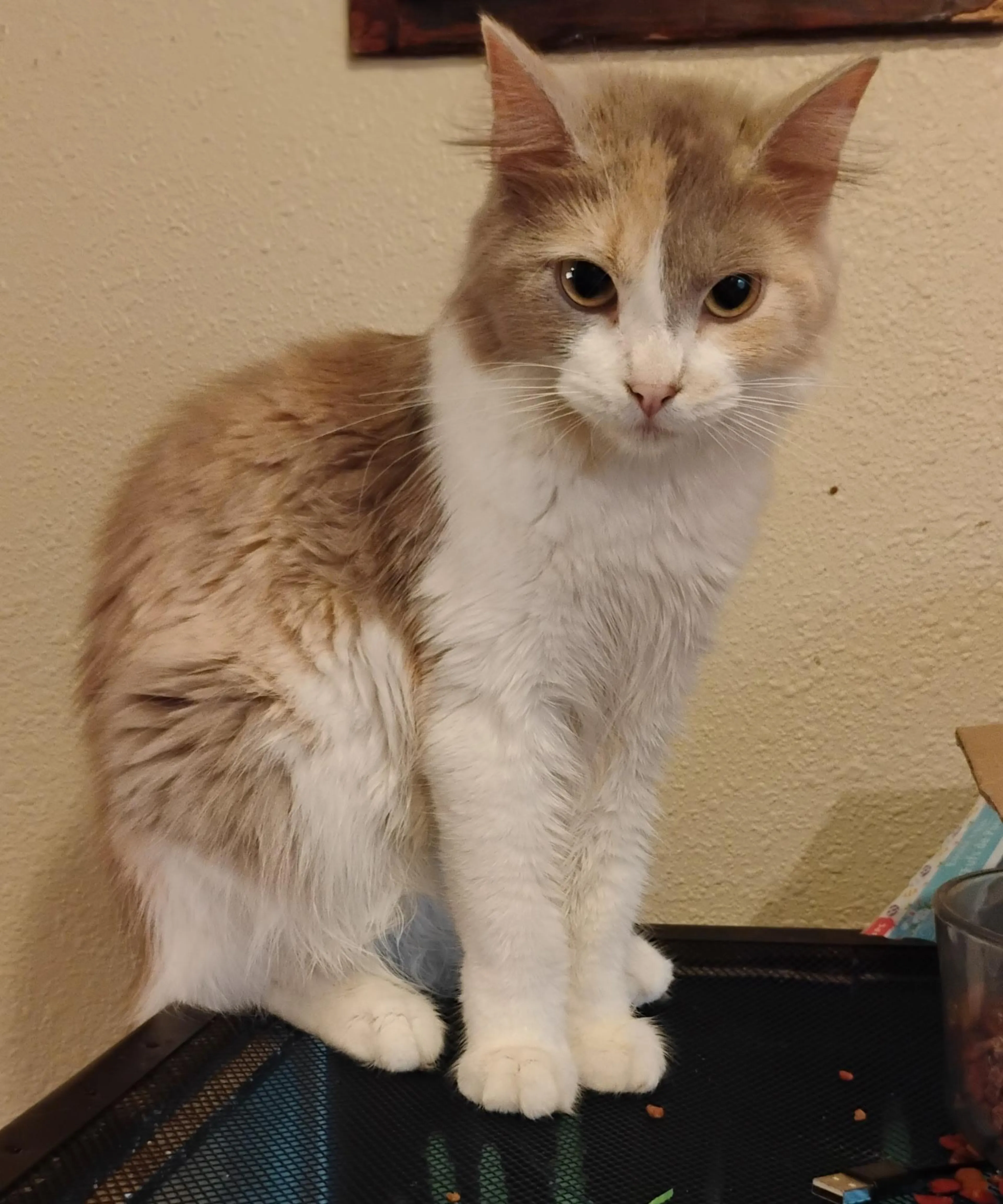 Found pet