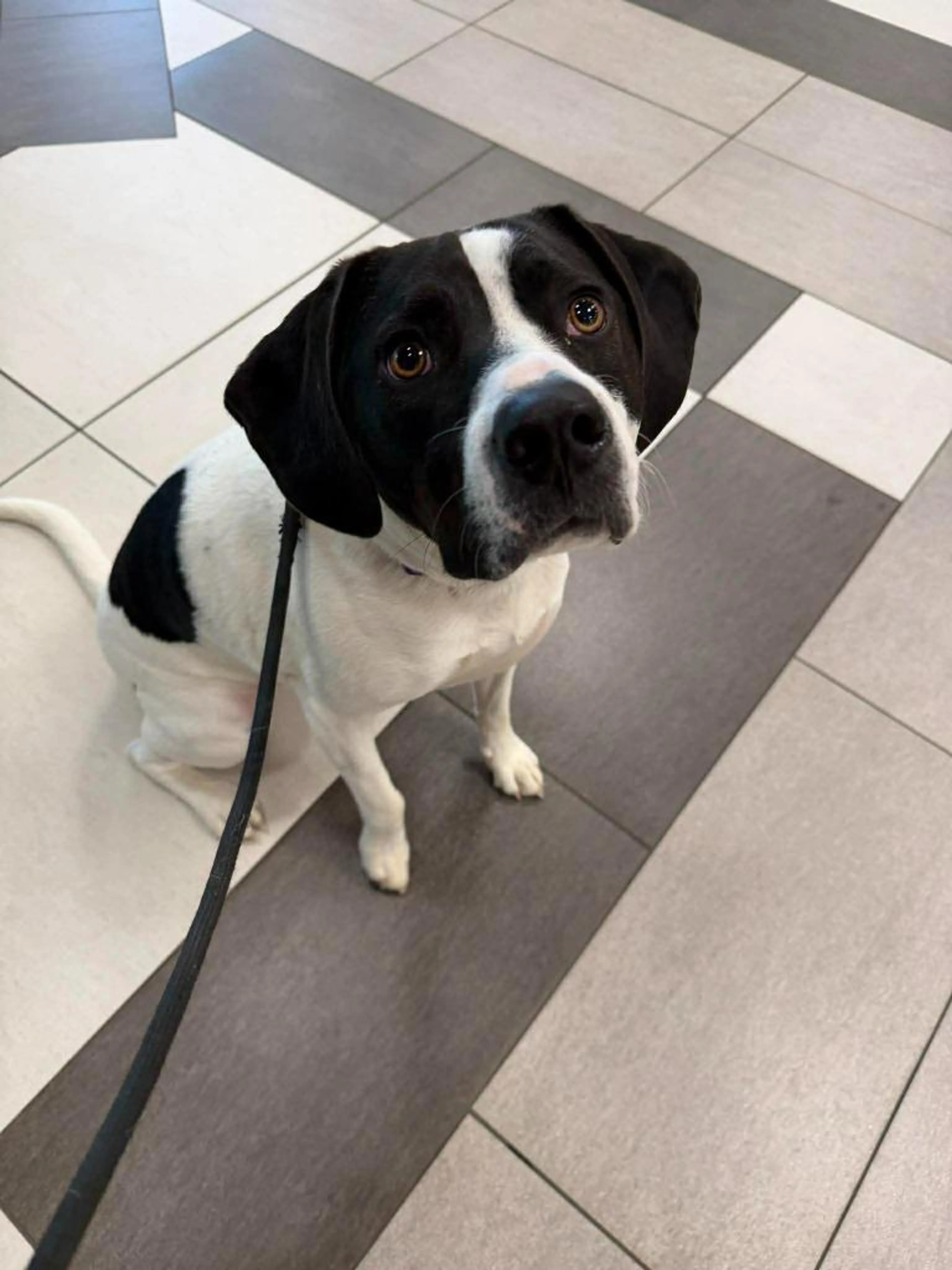 Found pet-4