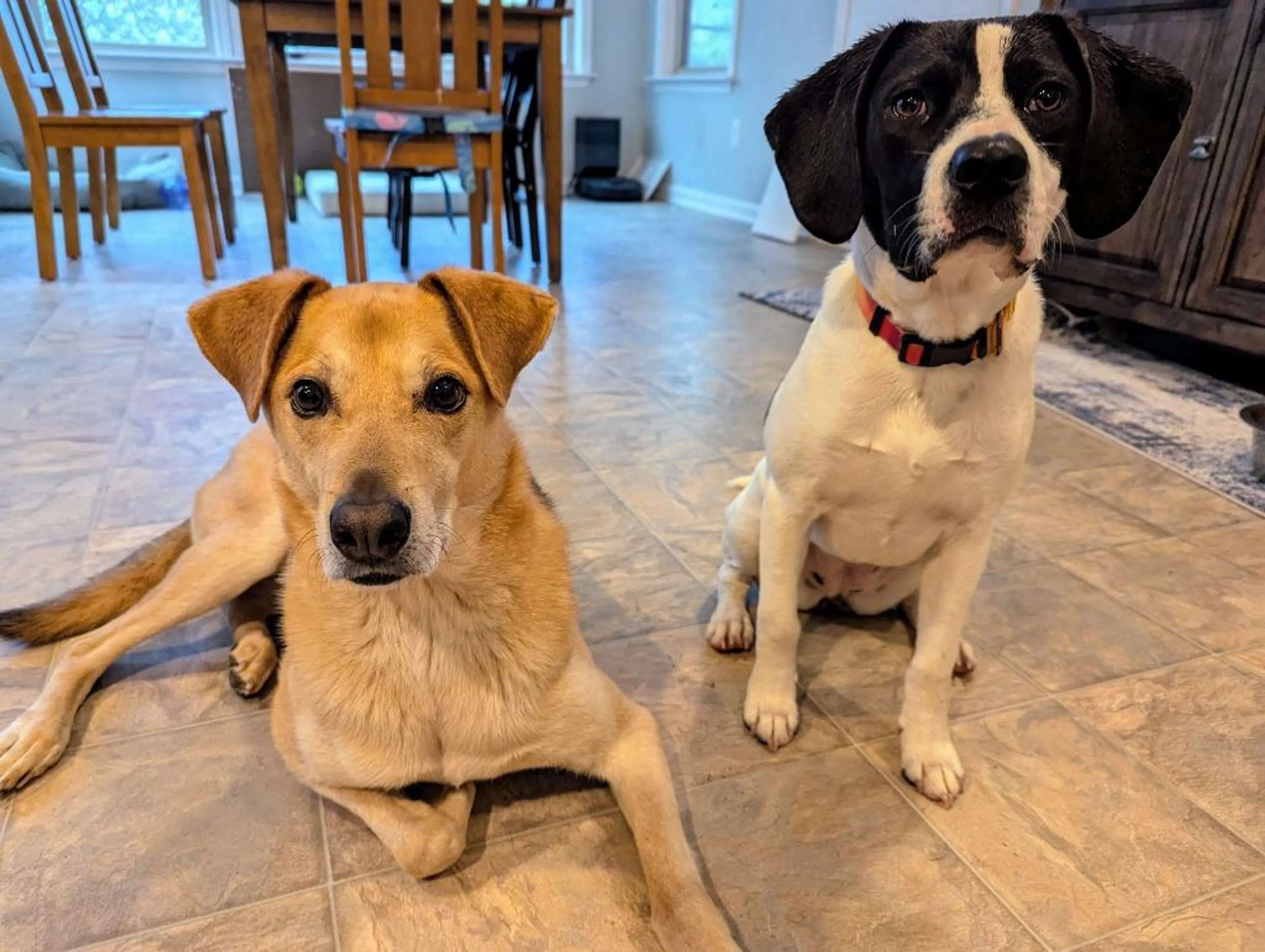 Found pet-3