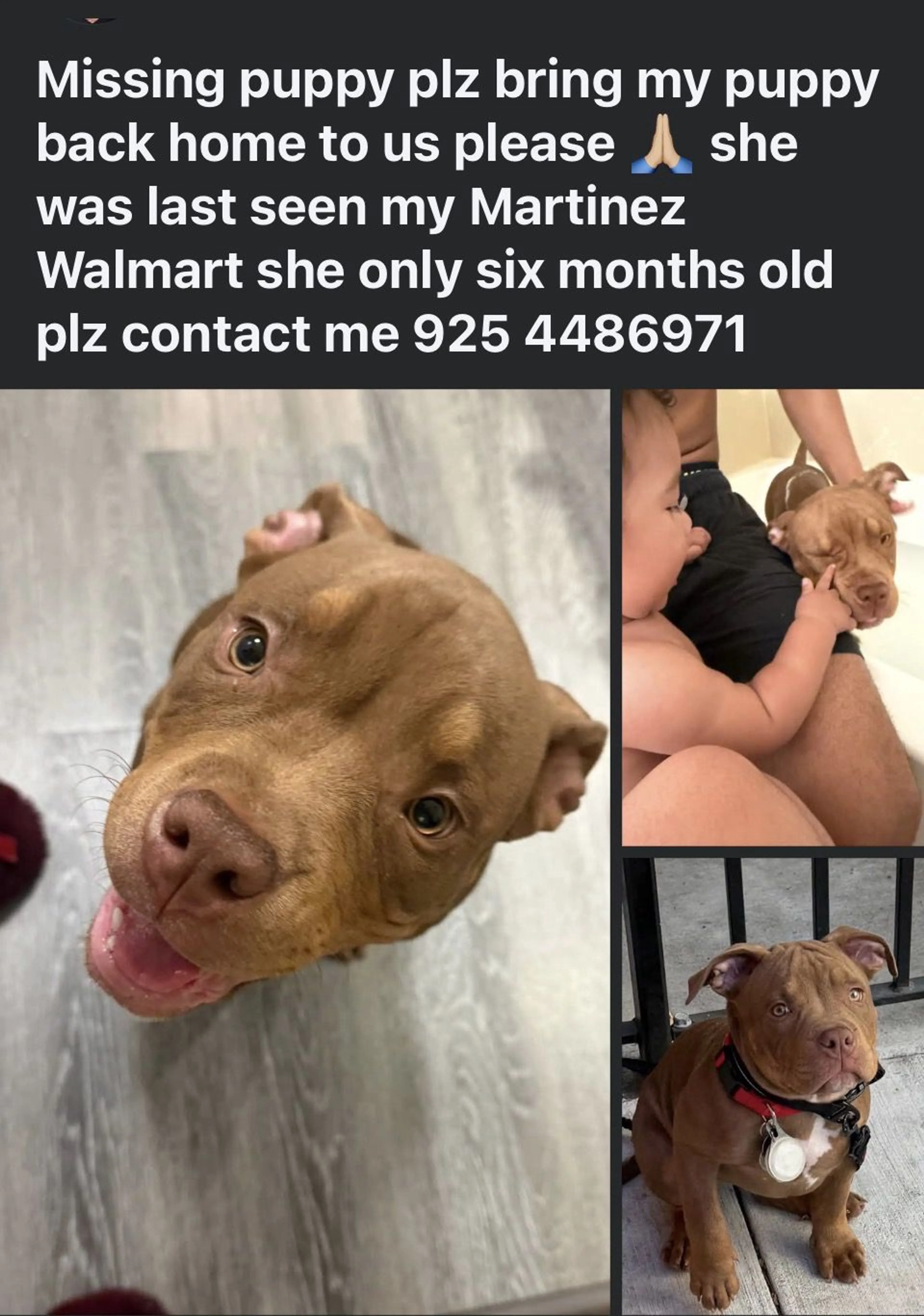 Lost pet