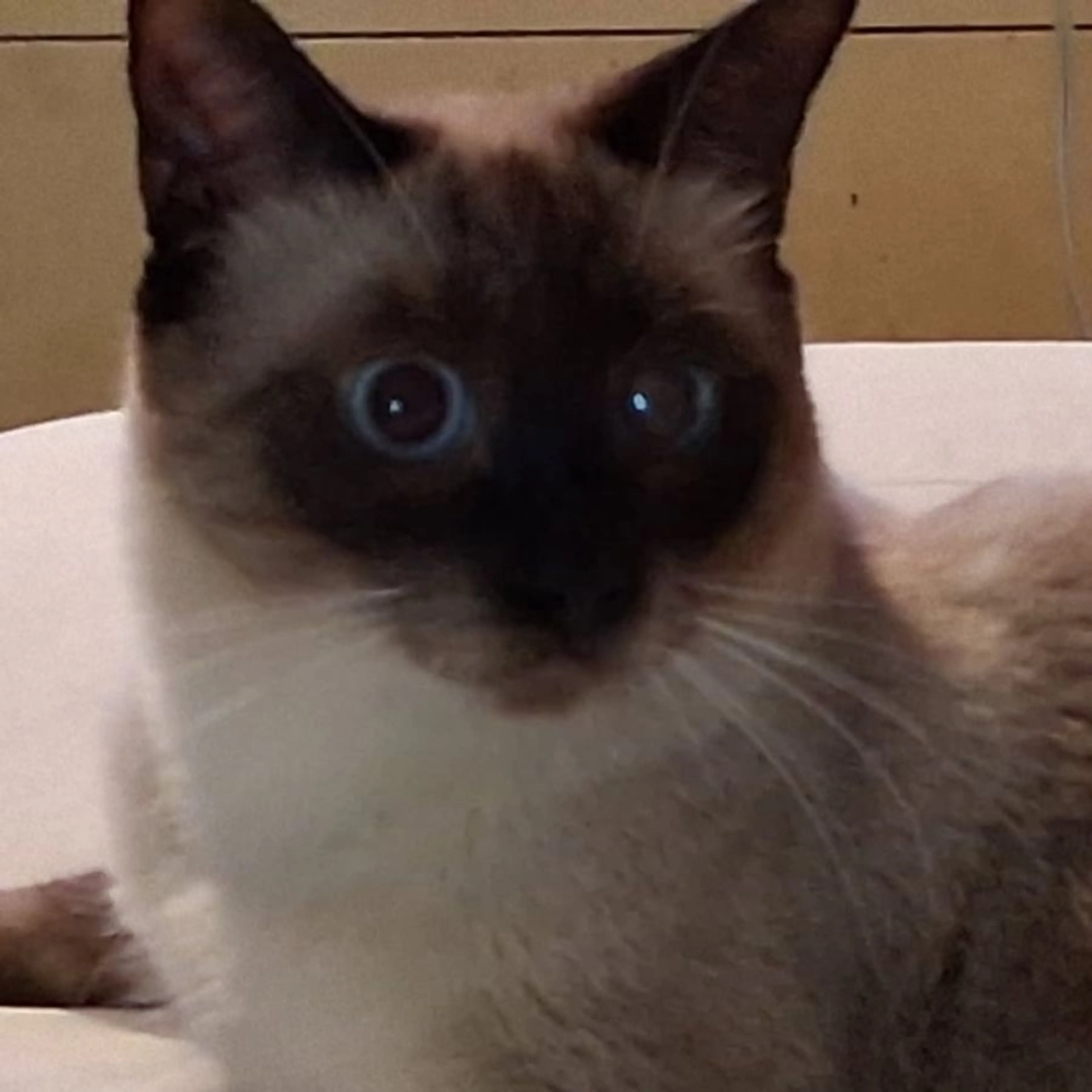 Lost pet