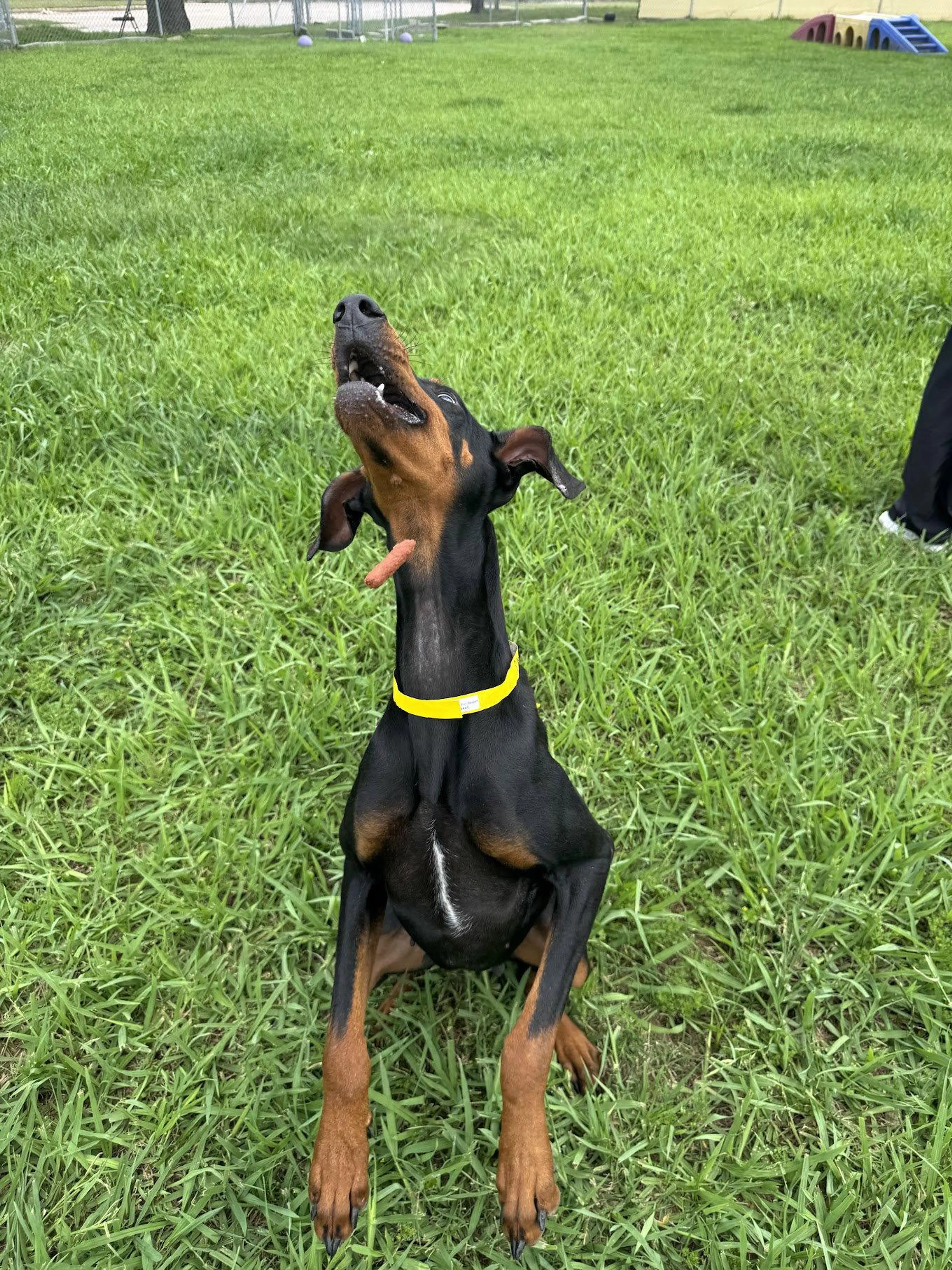 Found pet-2