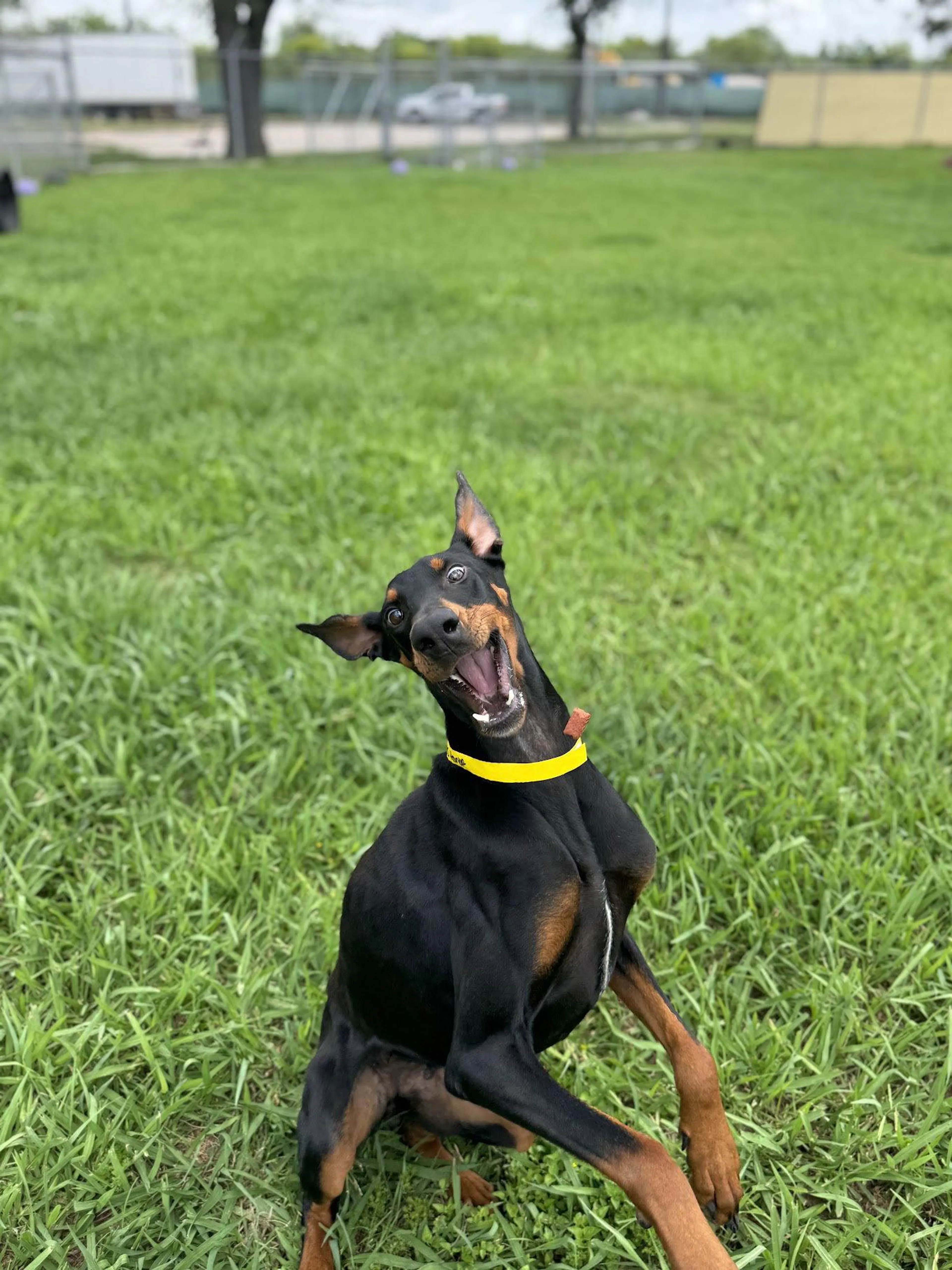 Found pet-1