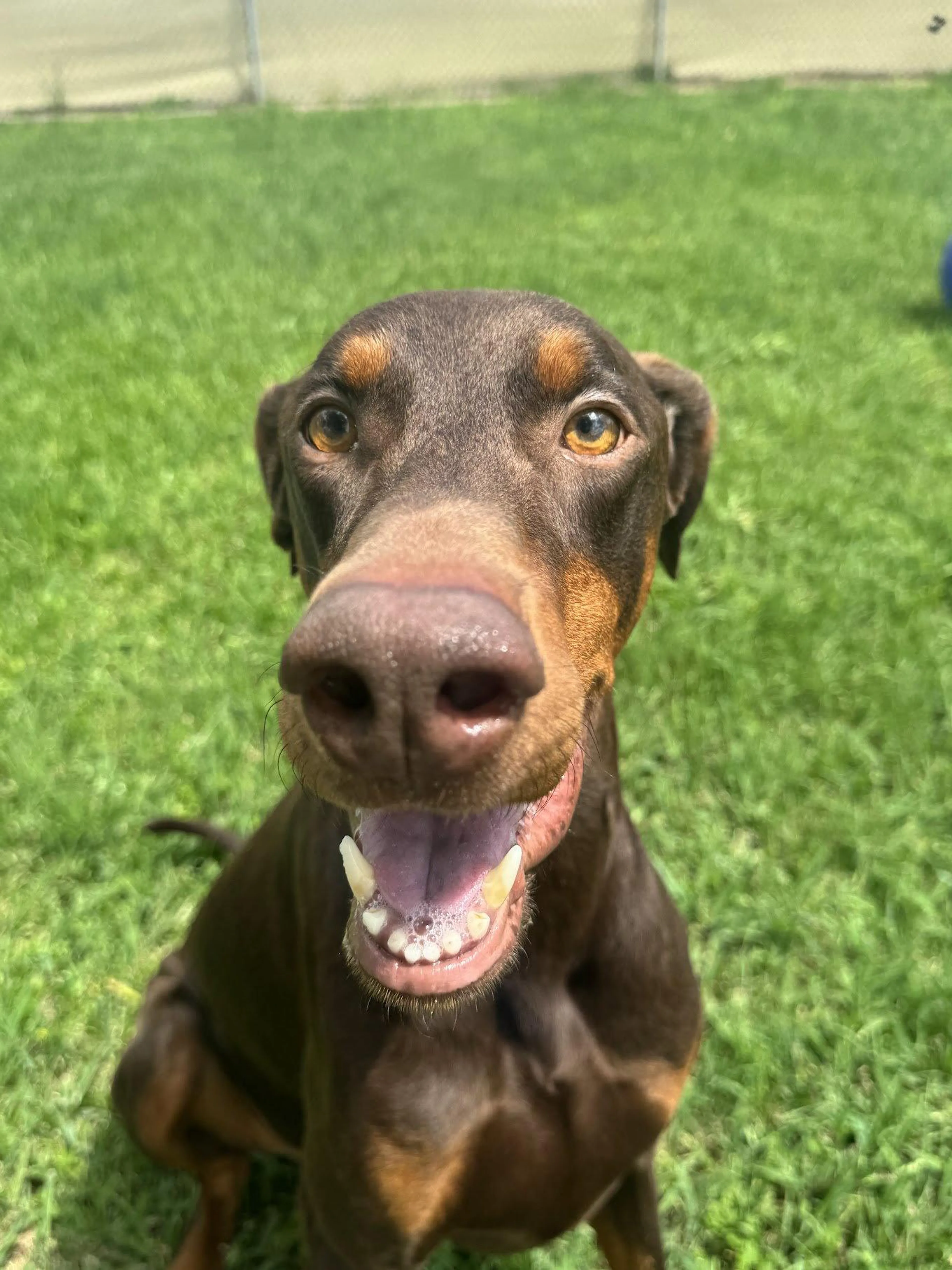 Found pet-1