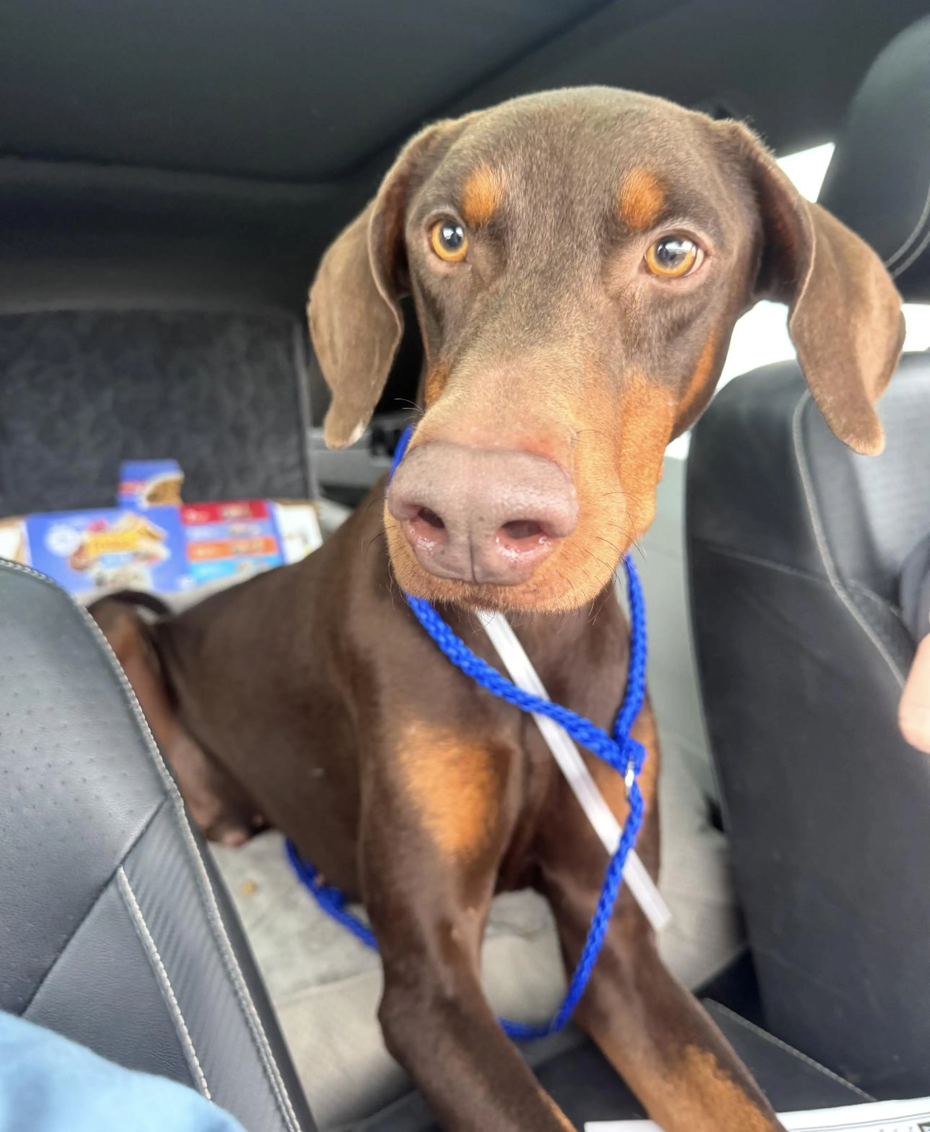 Found pet-2