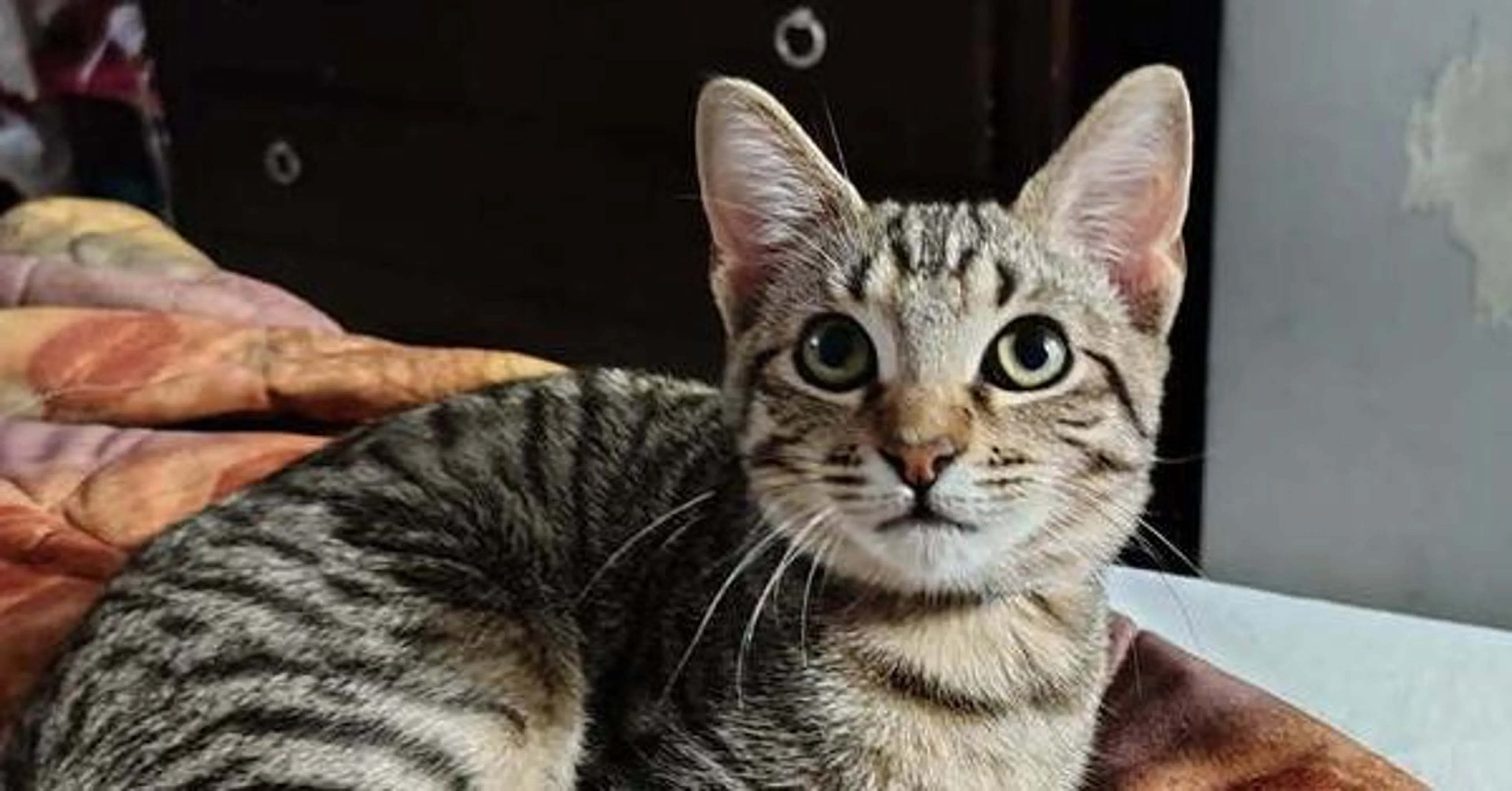 Found pet