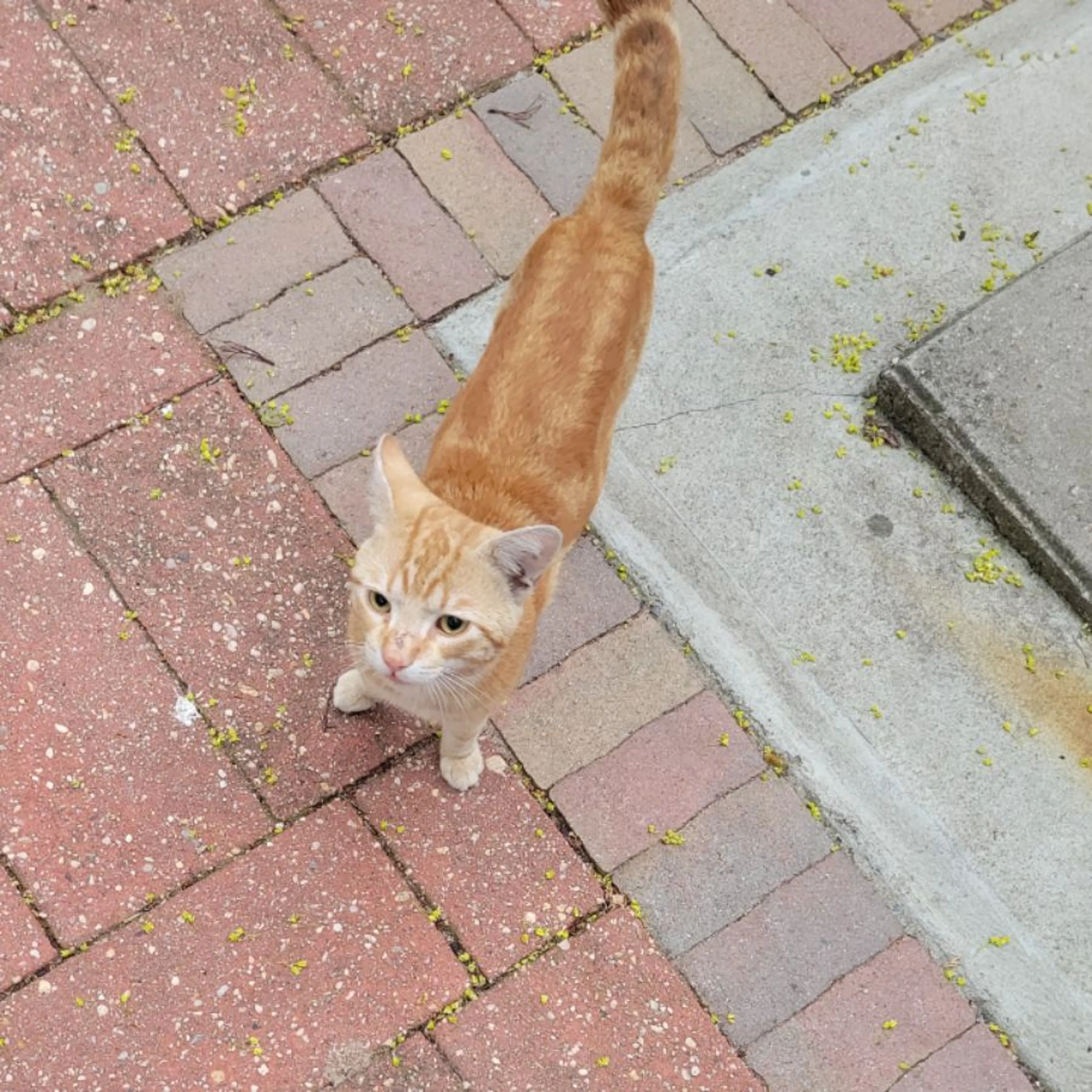 Found pet