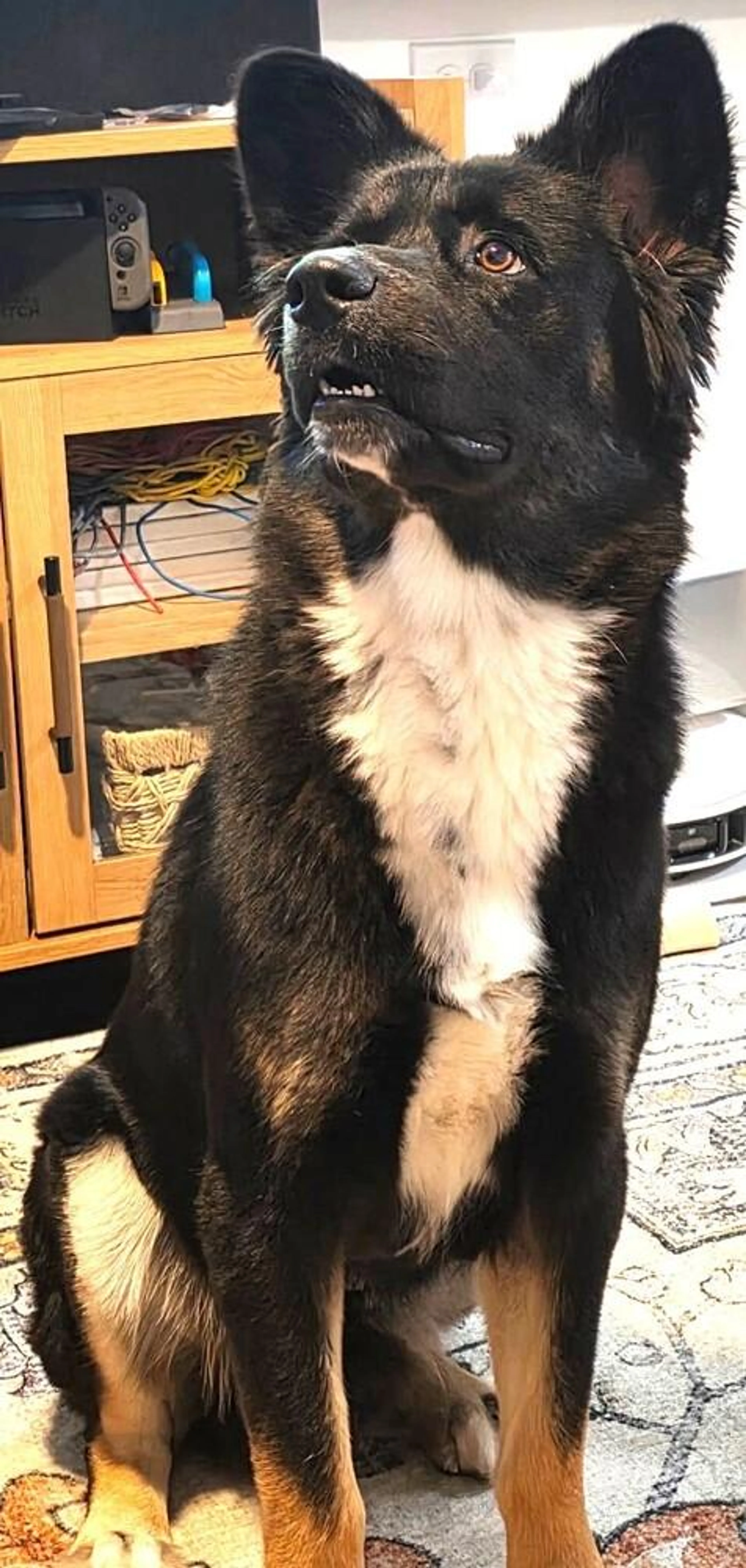 Found pet-4