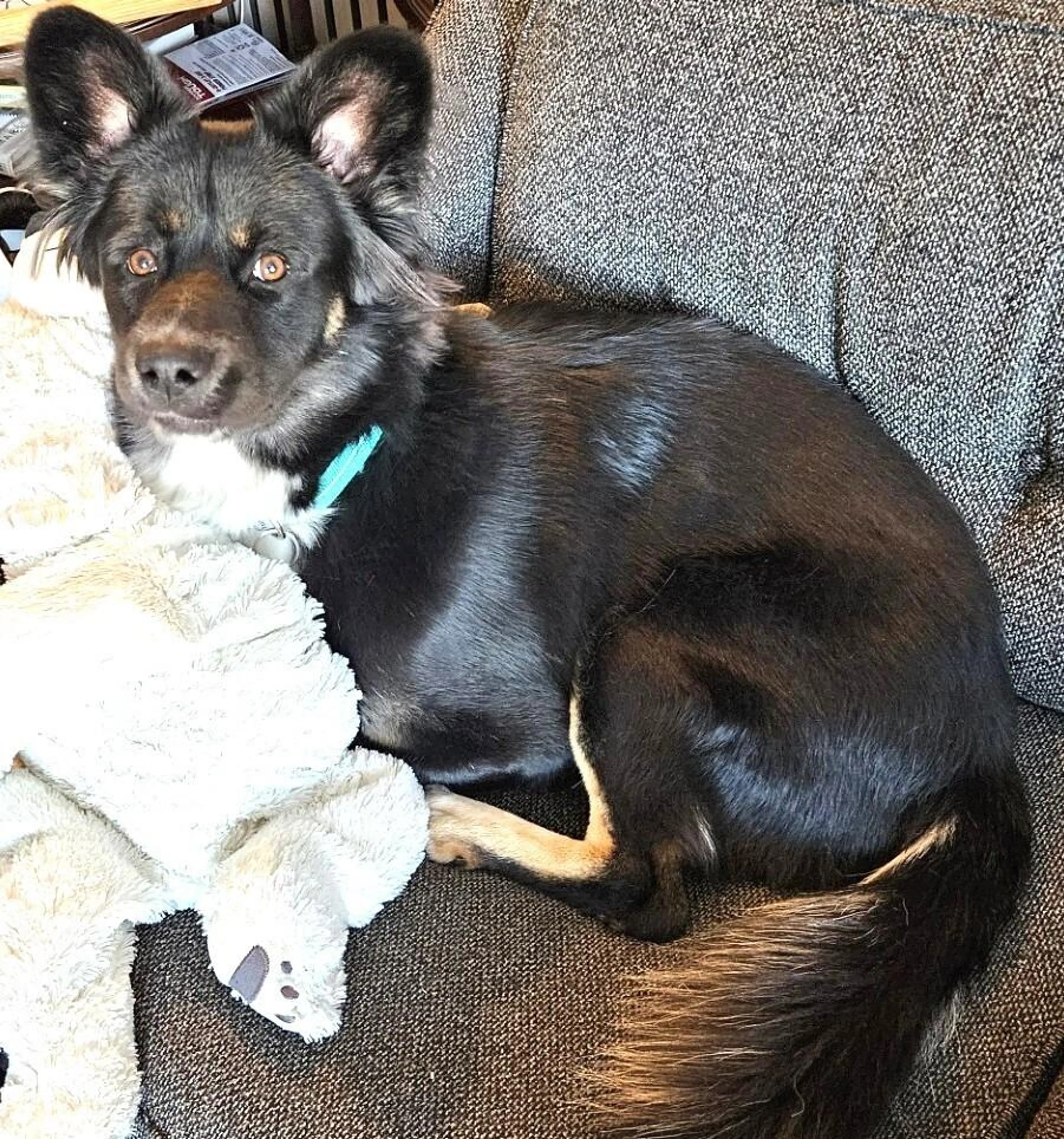 Found pet-1