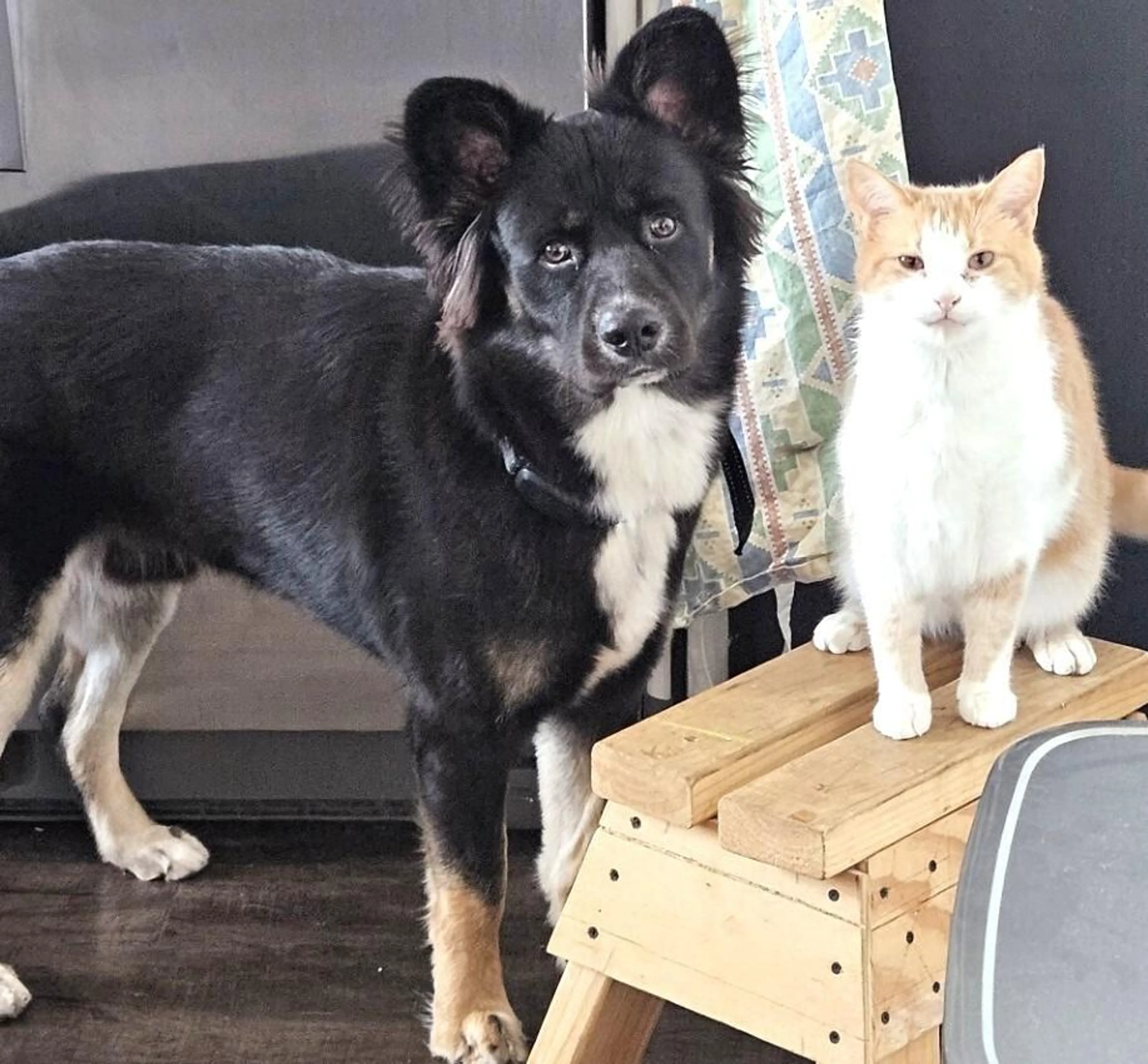 Found pet-2