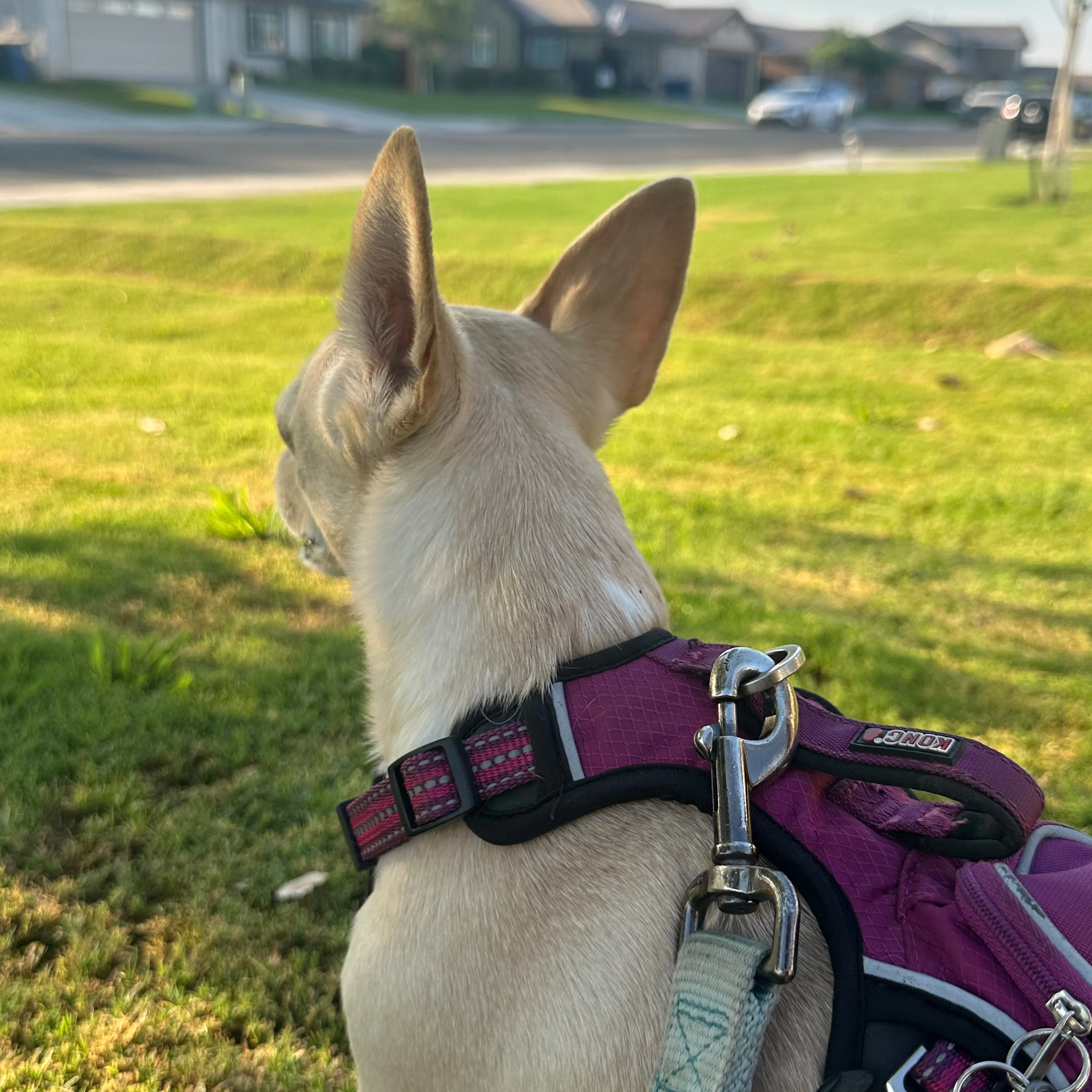 Lost pet-3
