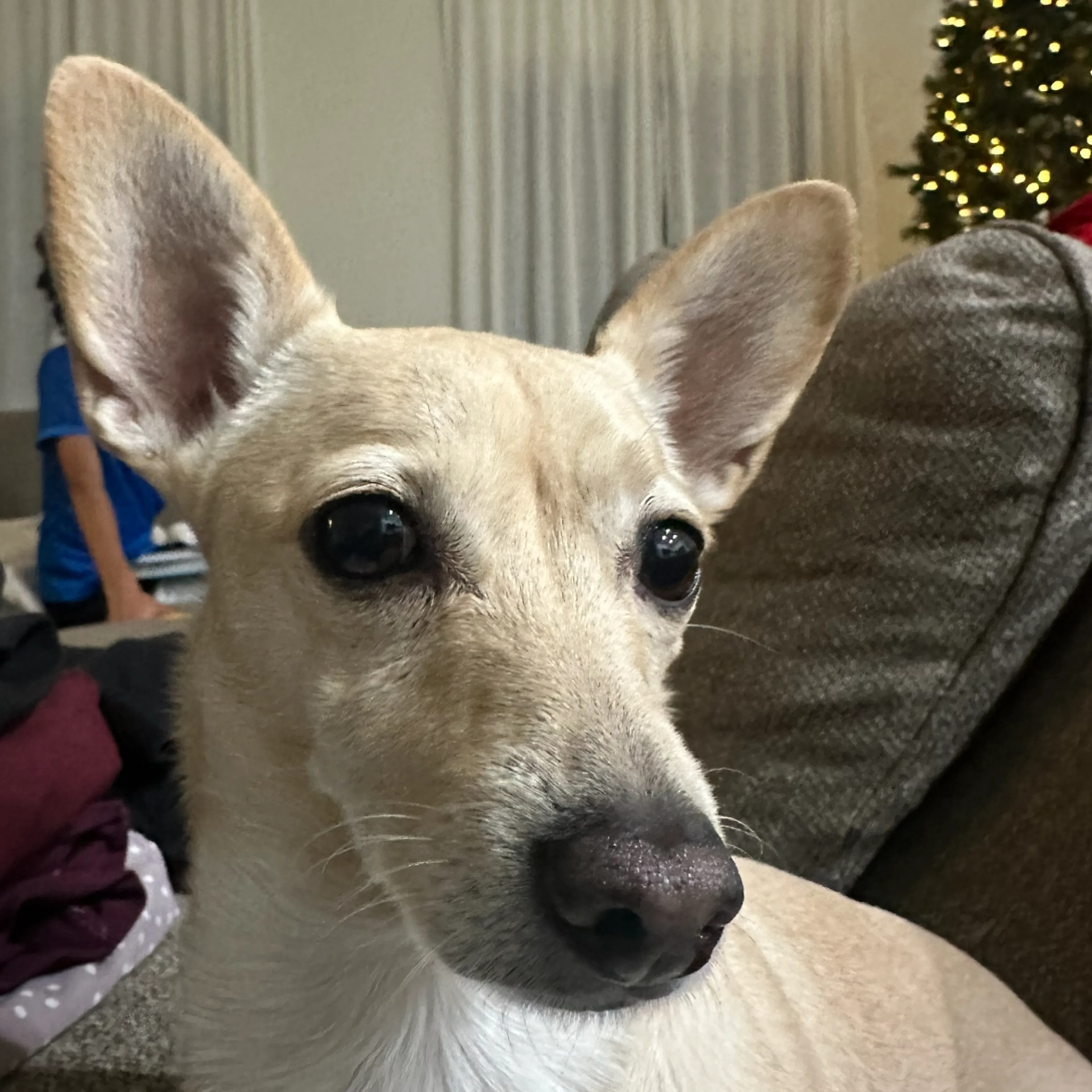 Lost pet-2