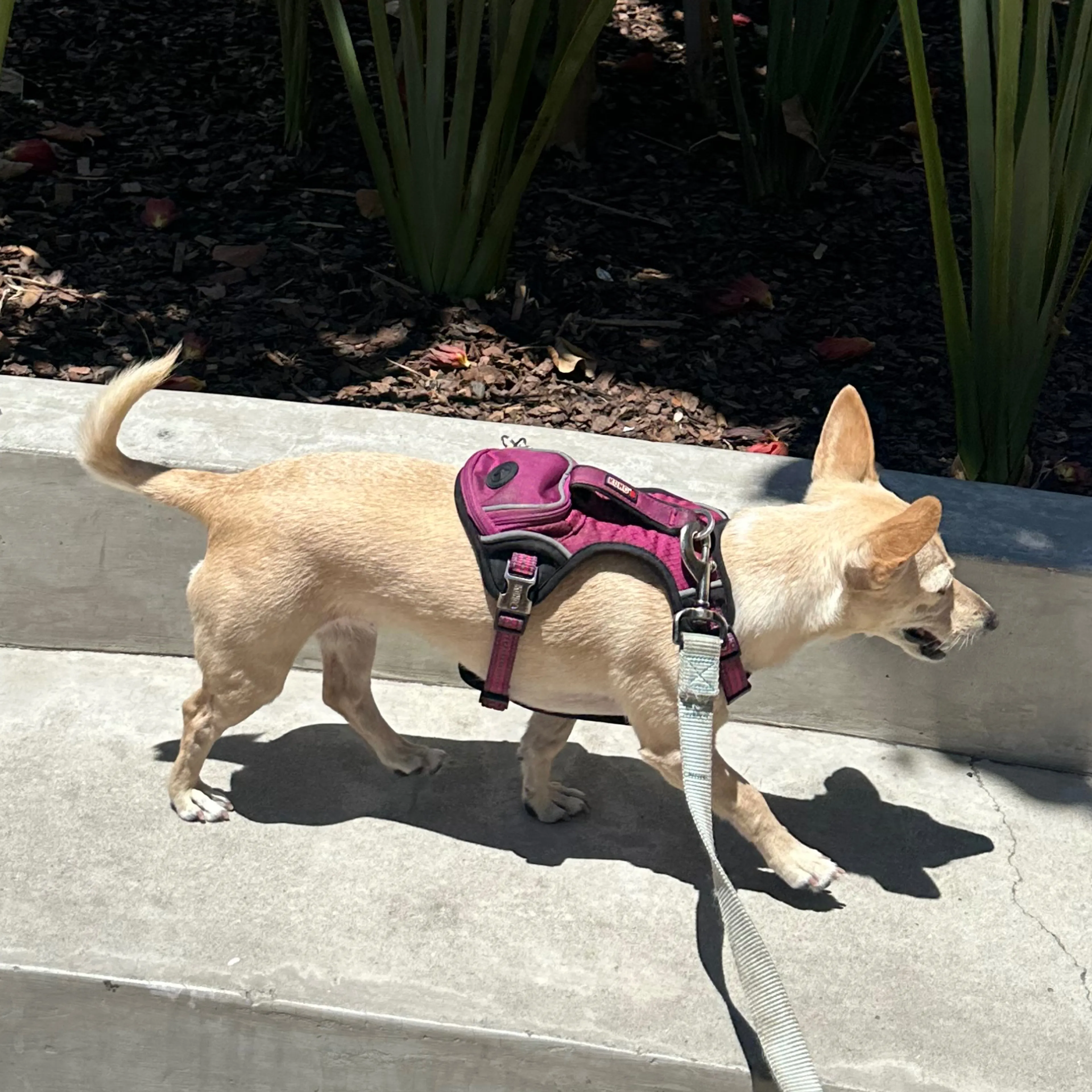Lost pet-1