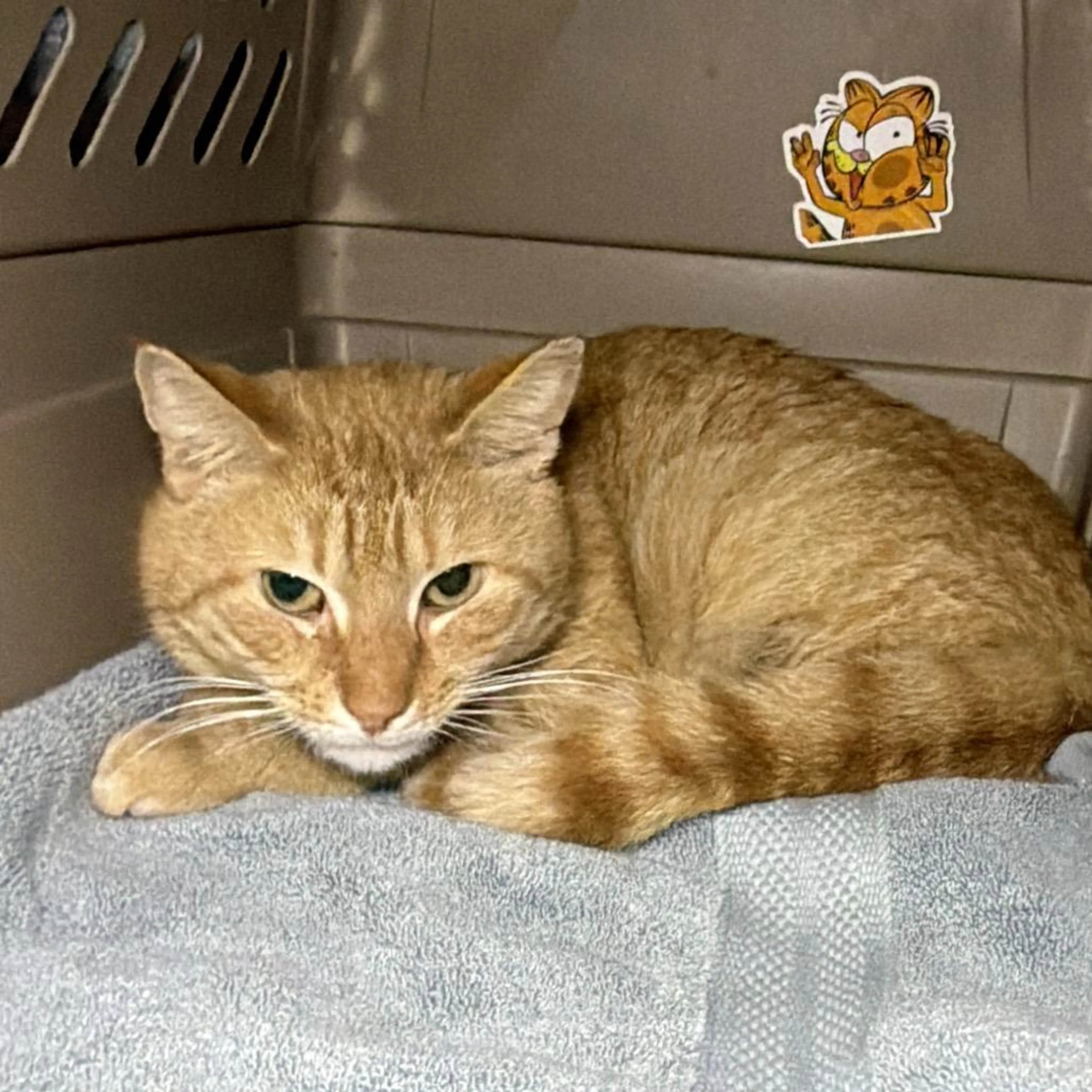 Found pet