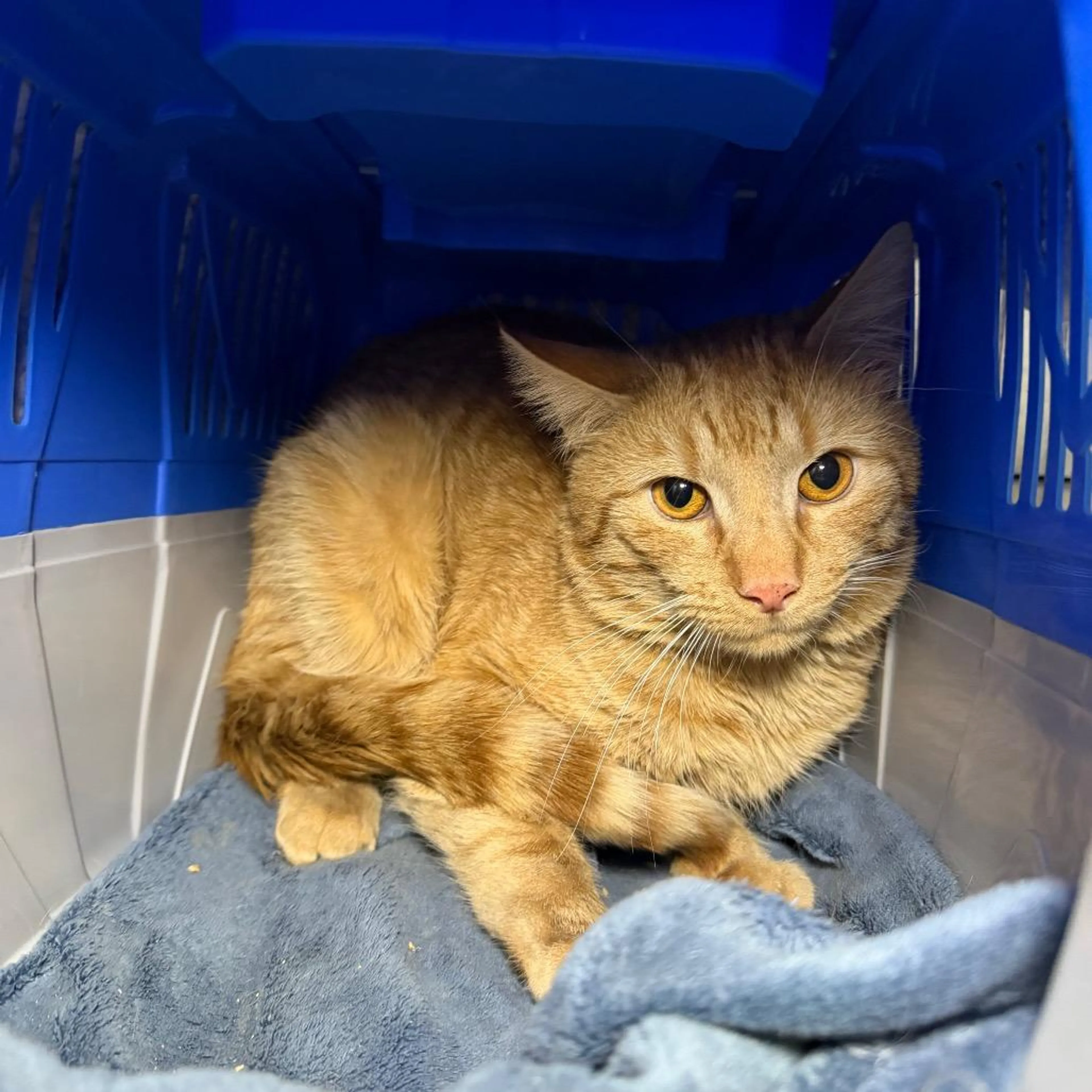 Found pet