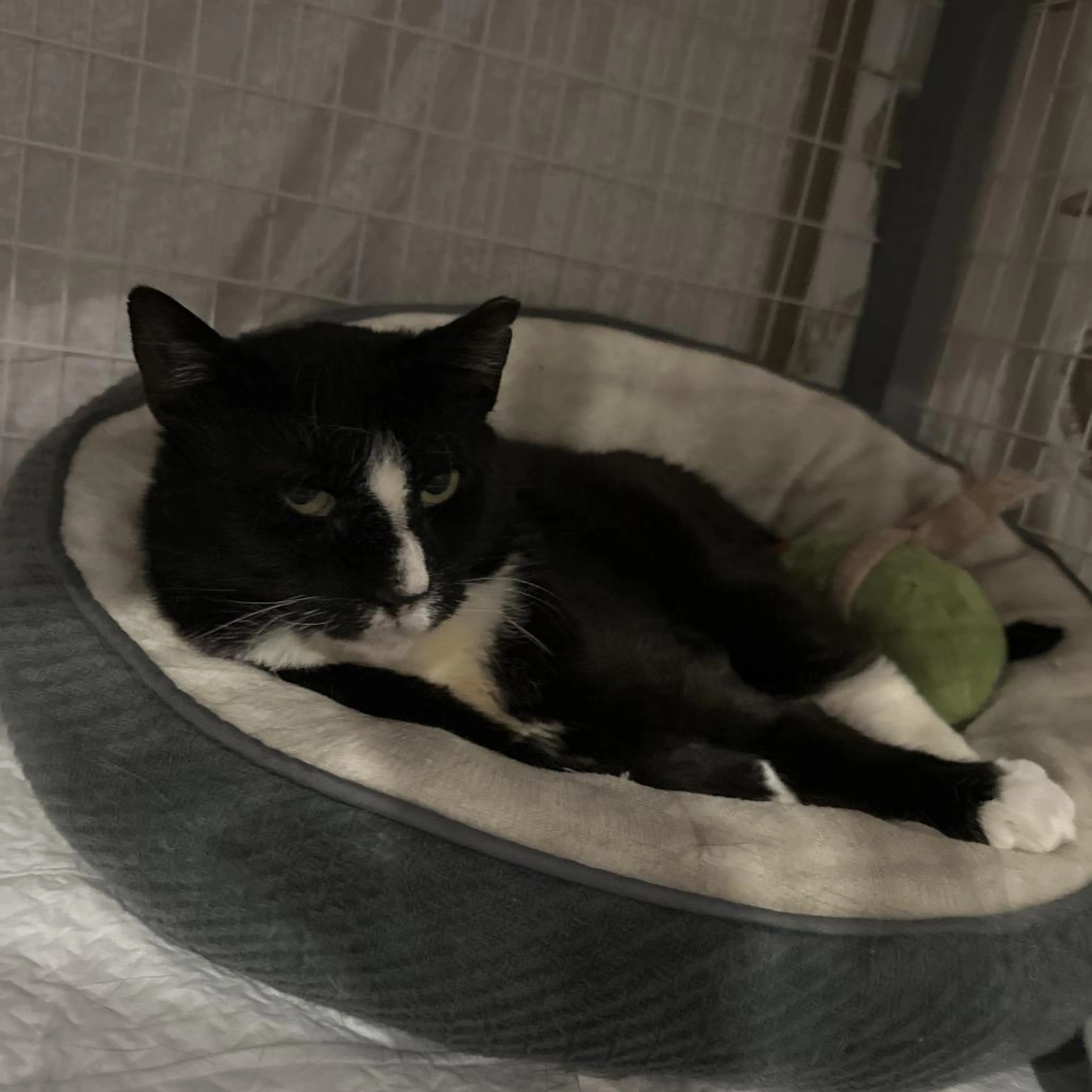Found pet-3