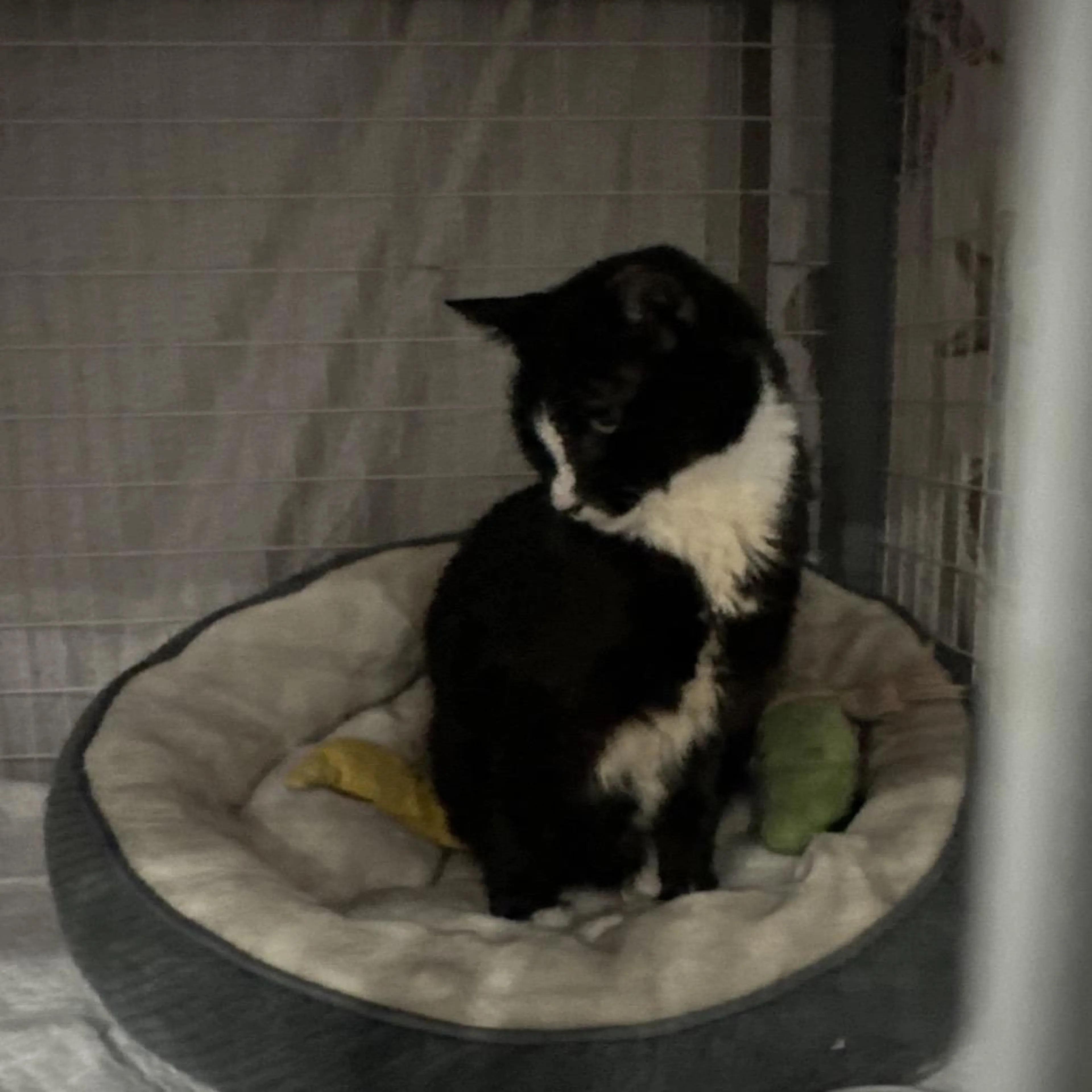 Found pet-1