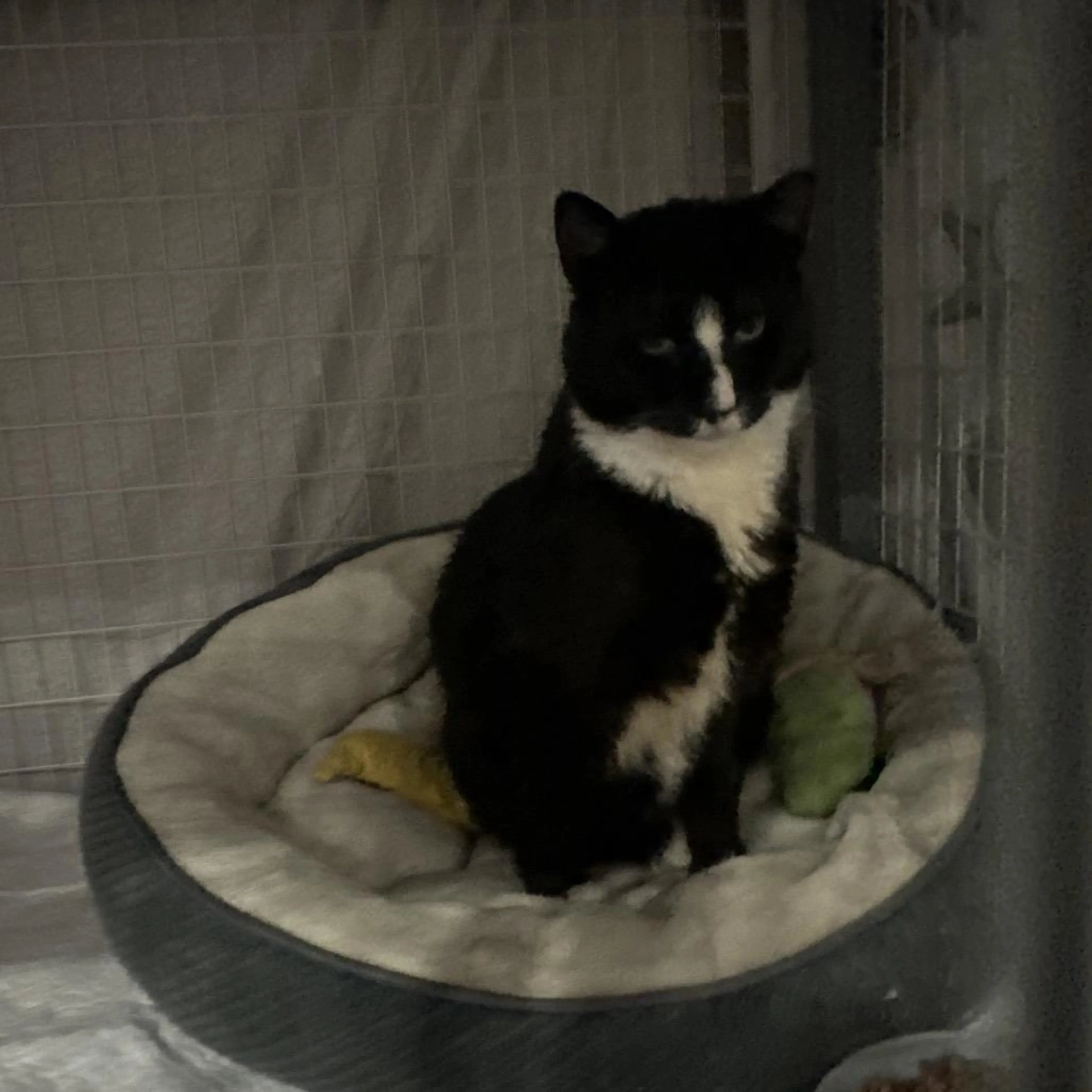 Found pet-0