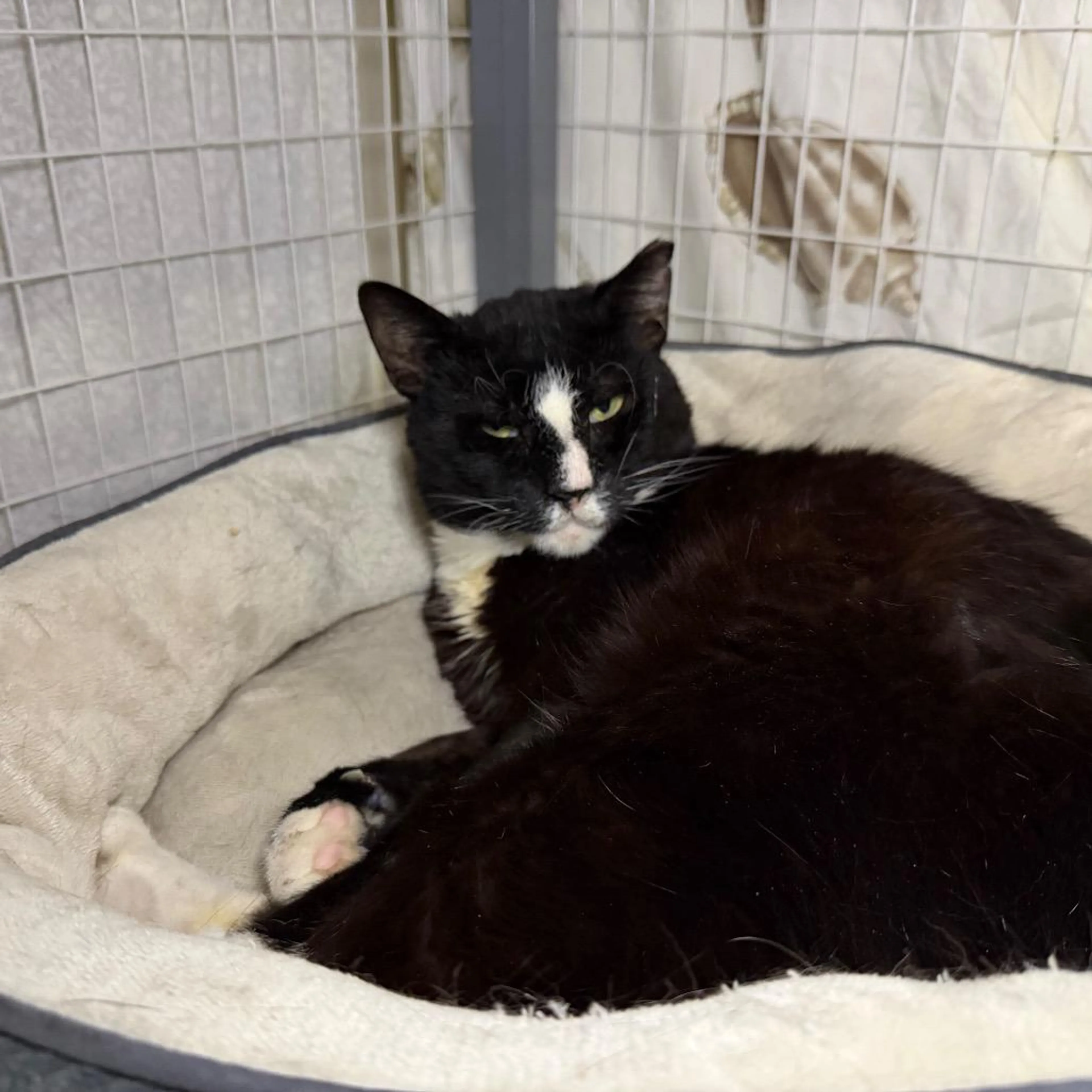 Found pet-4
