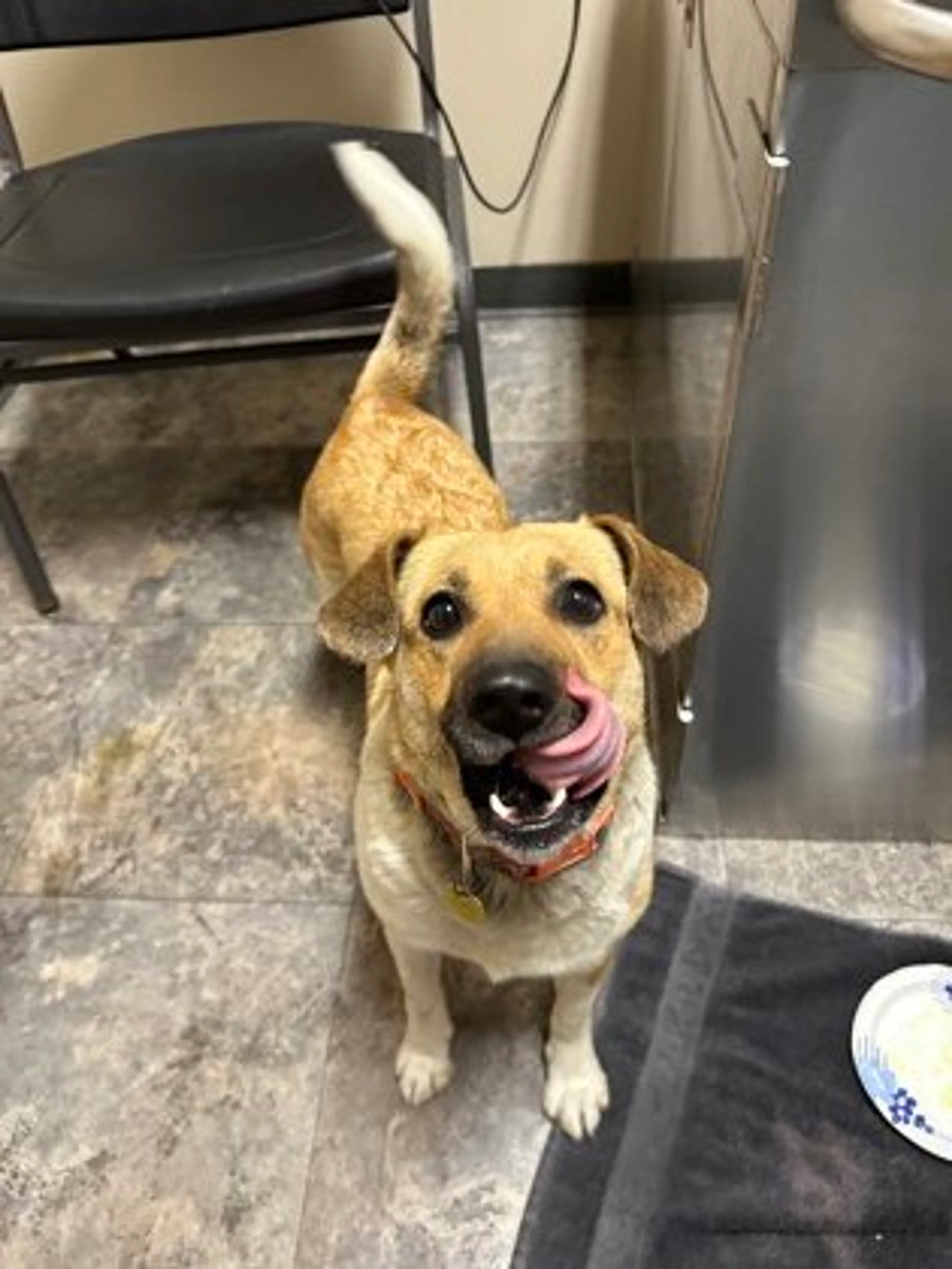 Found pet-1