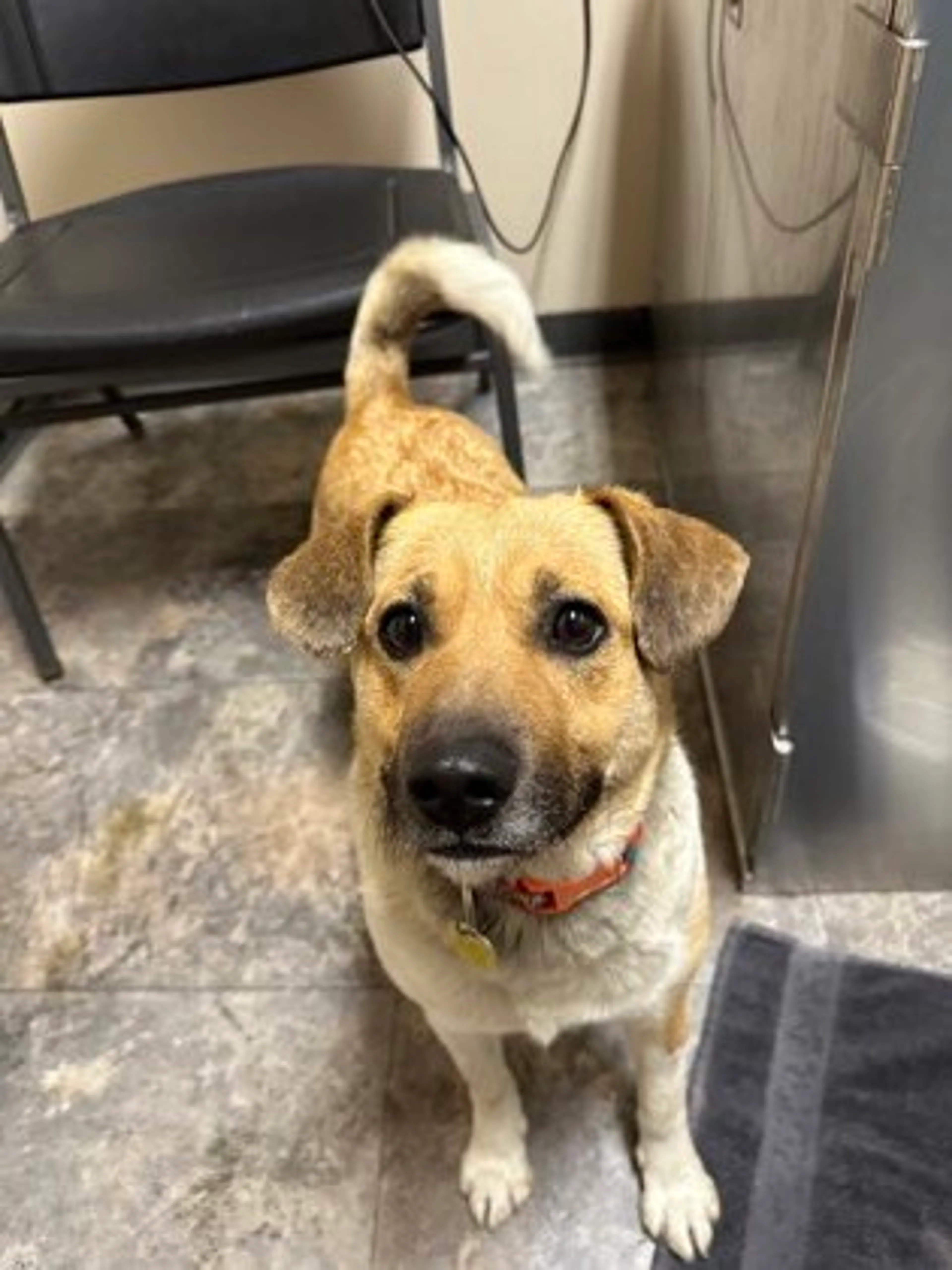 Found pet-2