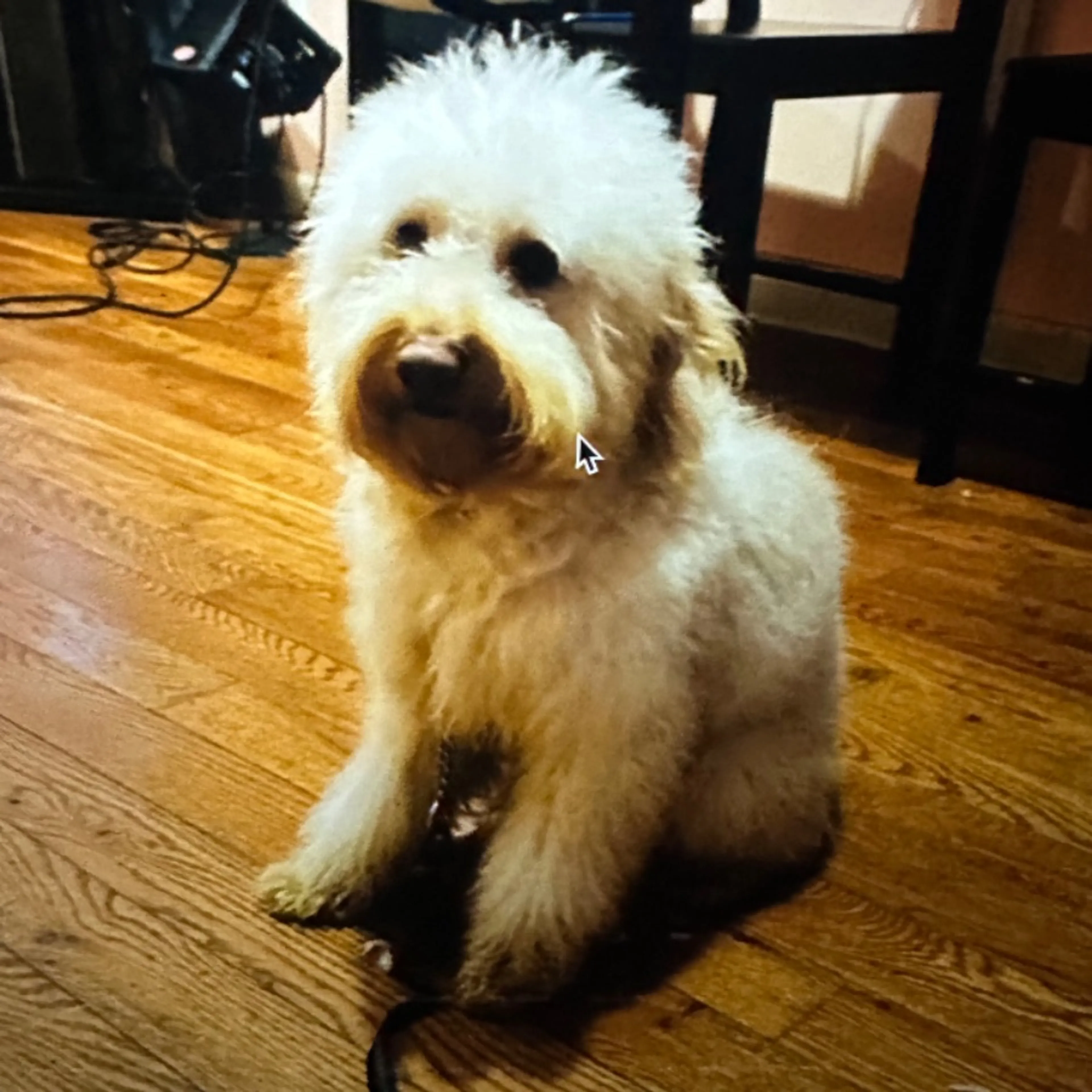 Lost pet