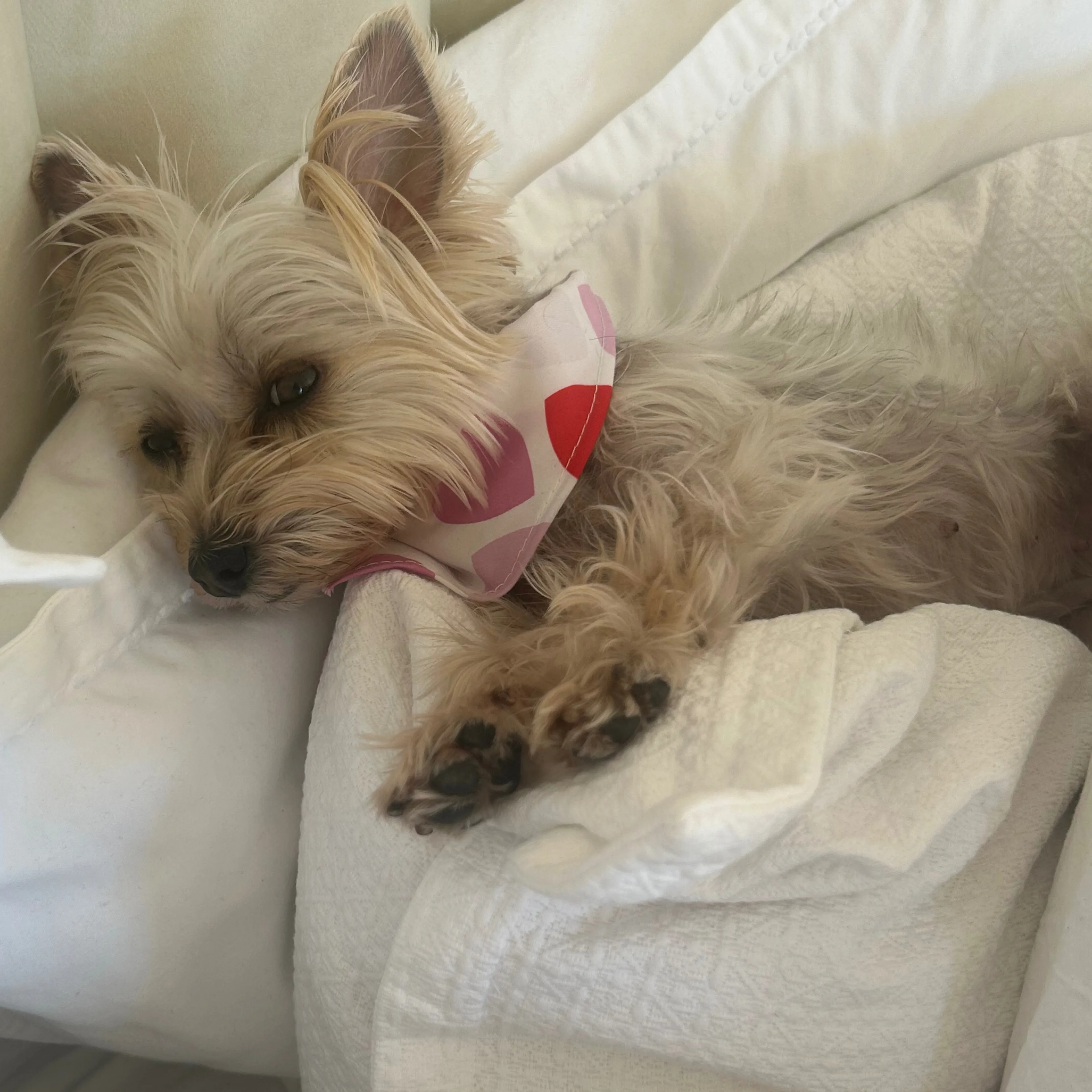 Lost pet-3