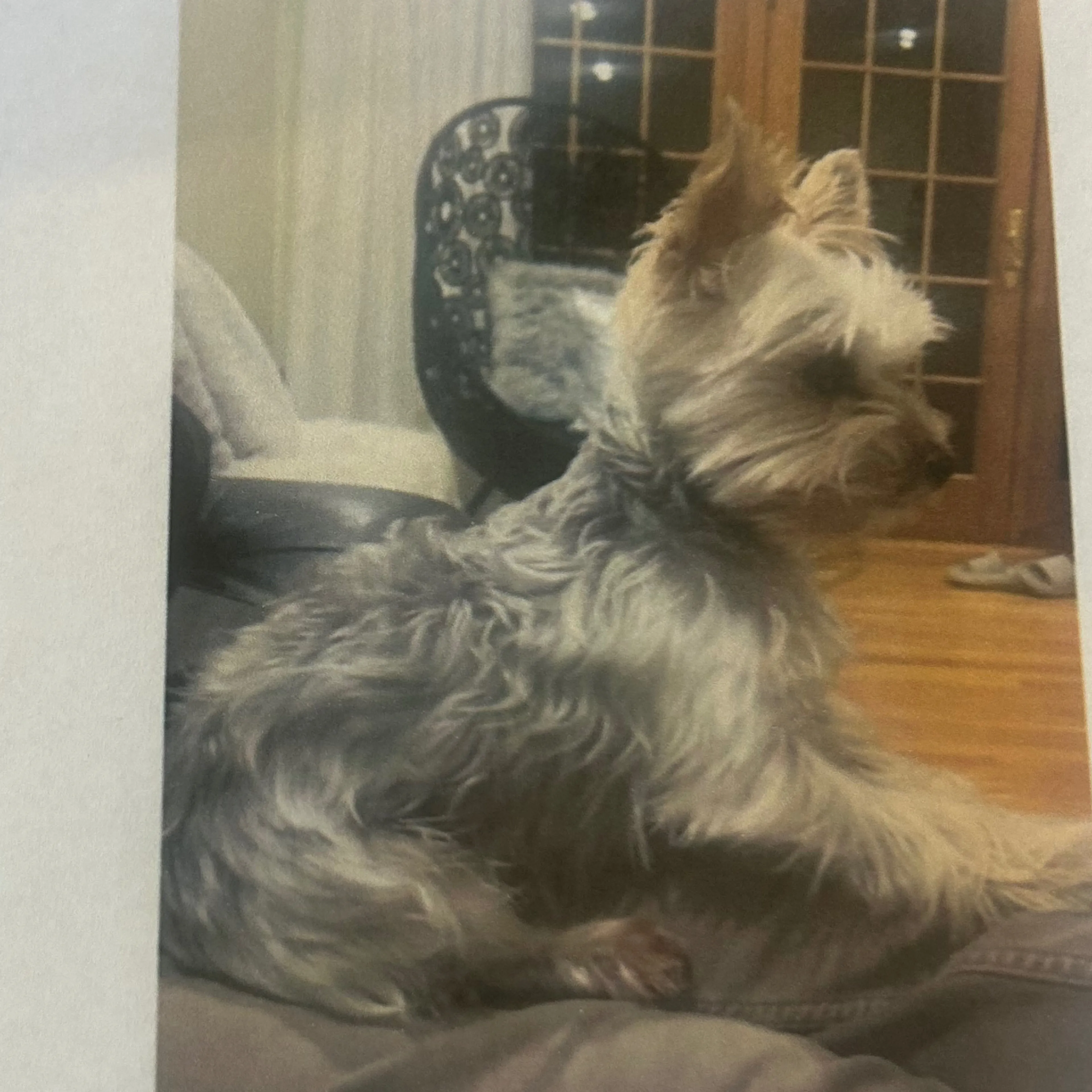 Lost pet-1