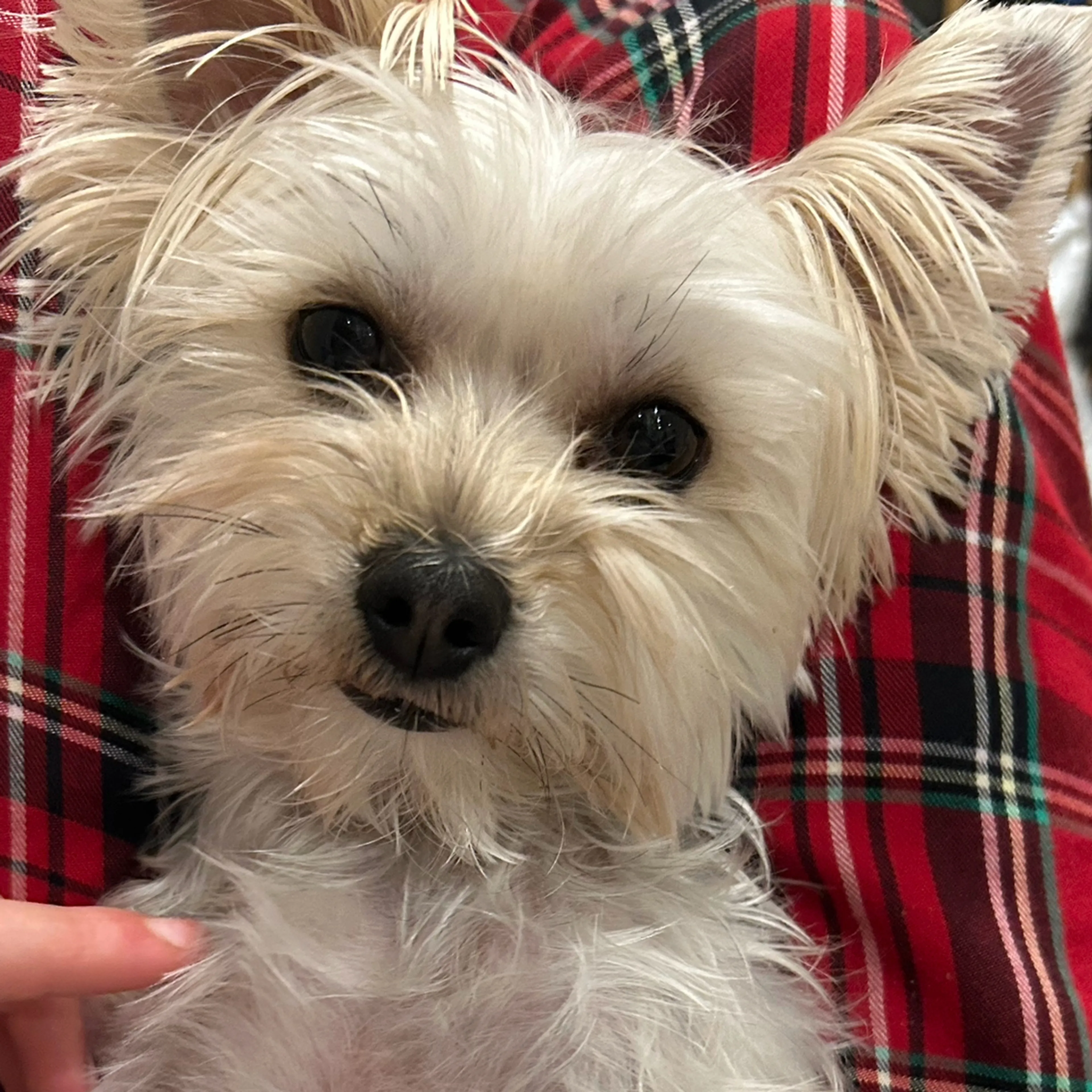 Lost pet-2
