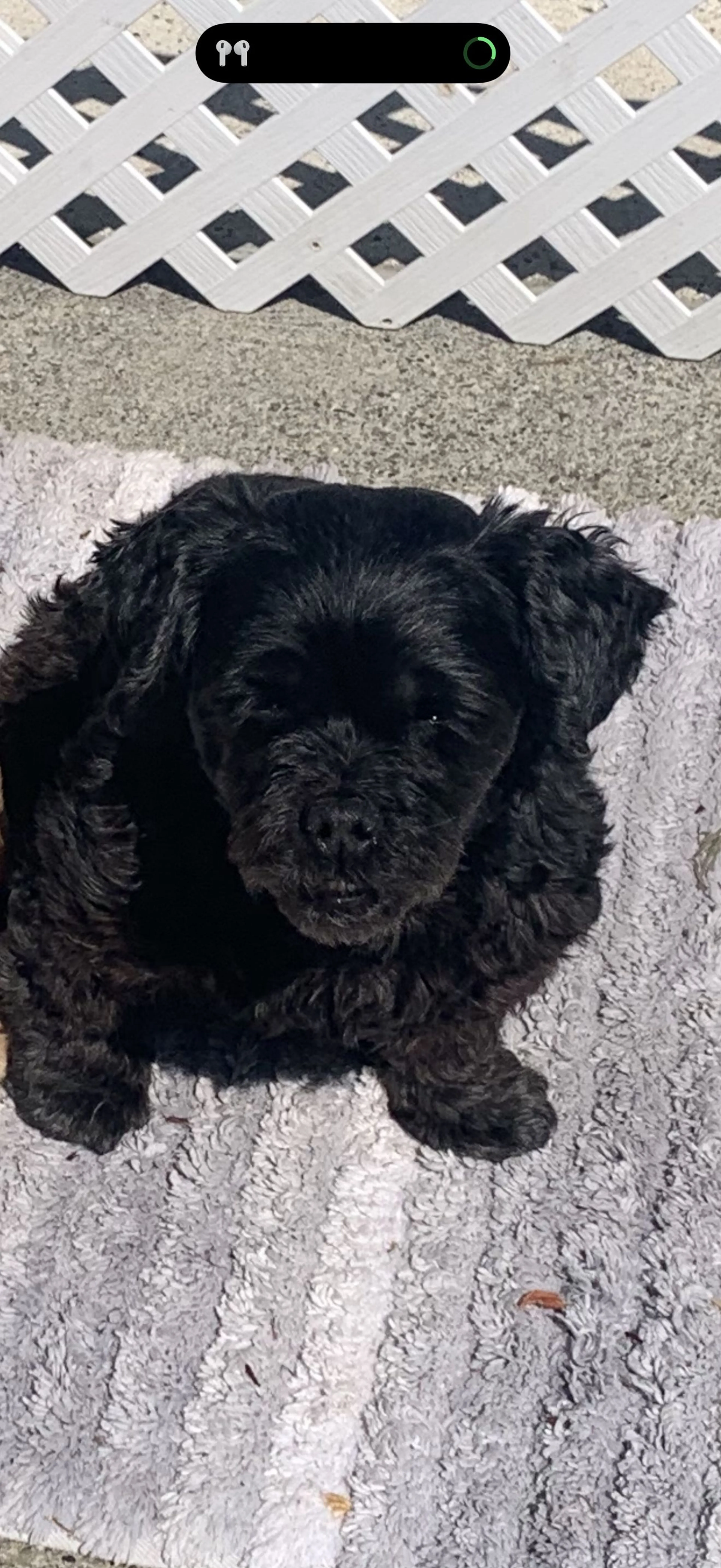 Lost pet-0