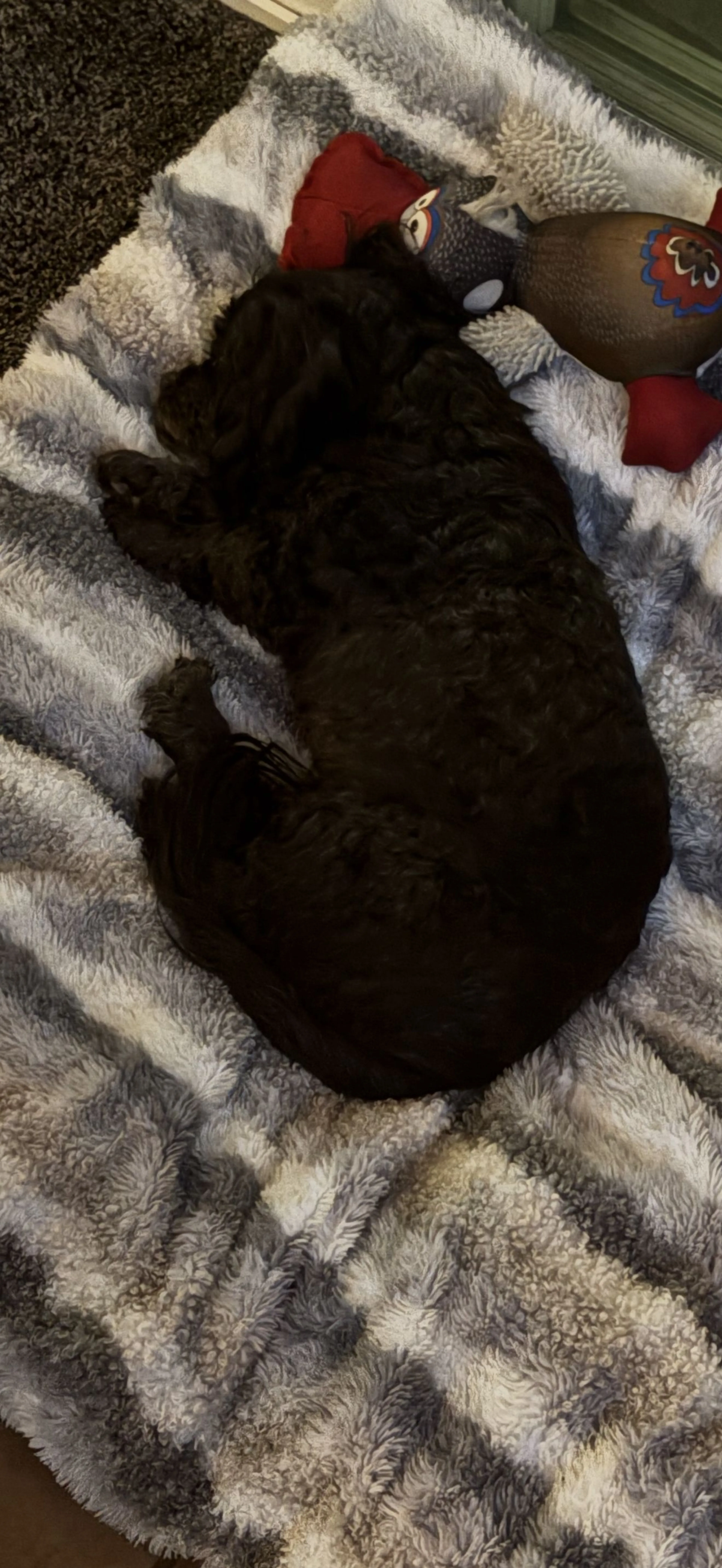 Lost pet-1