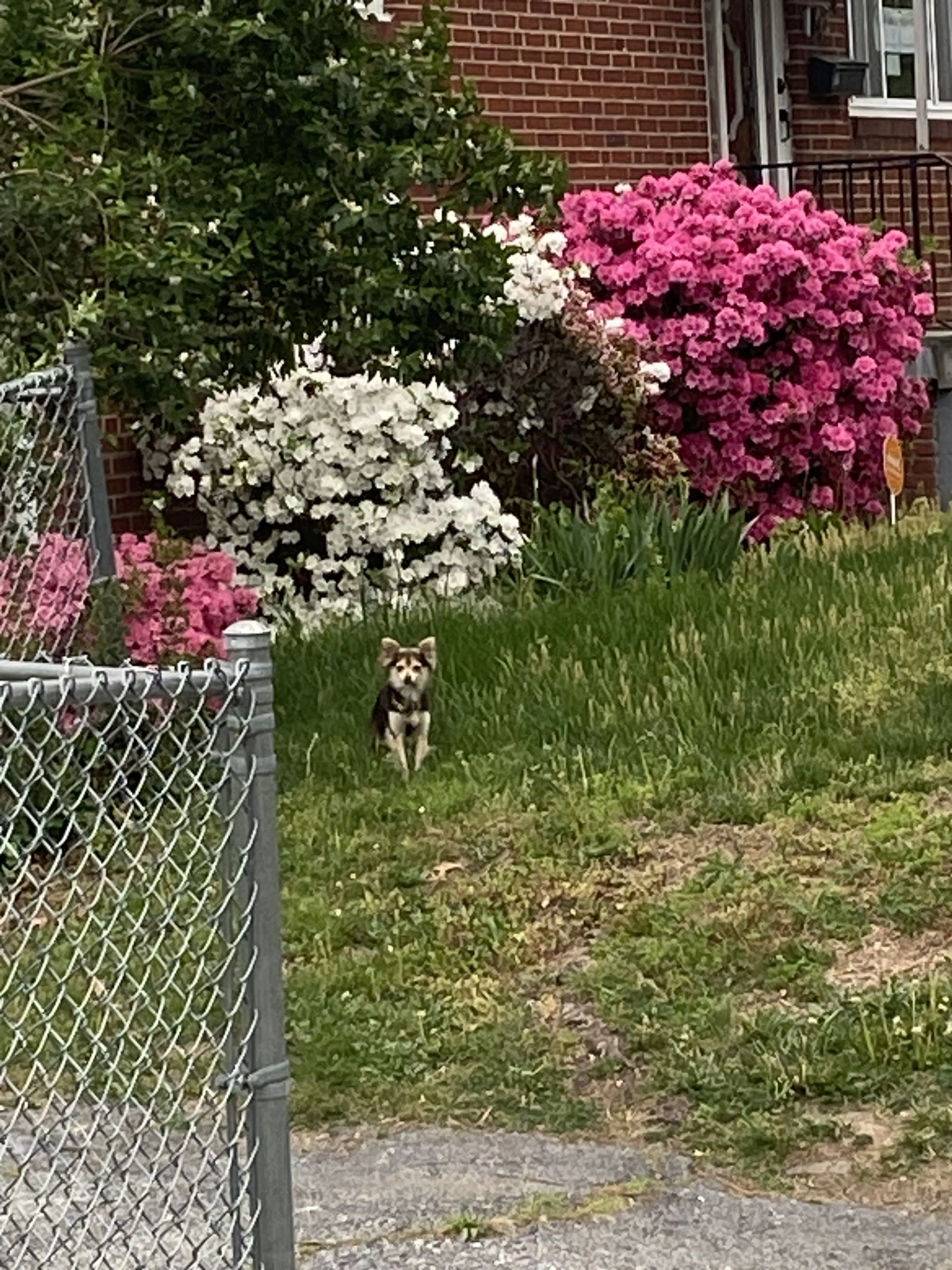 Lost pet
