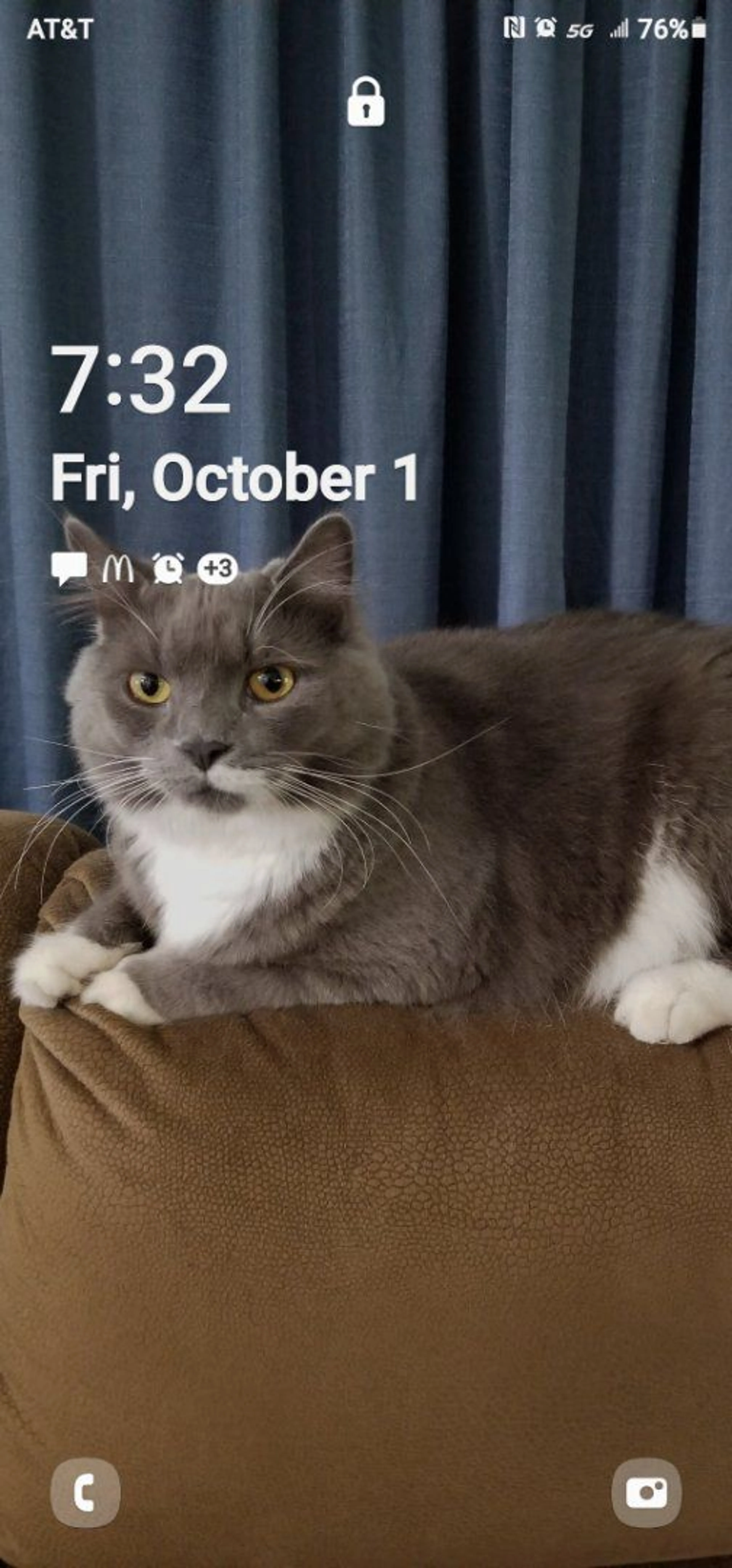 Lost pet-1