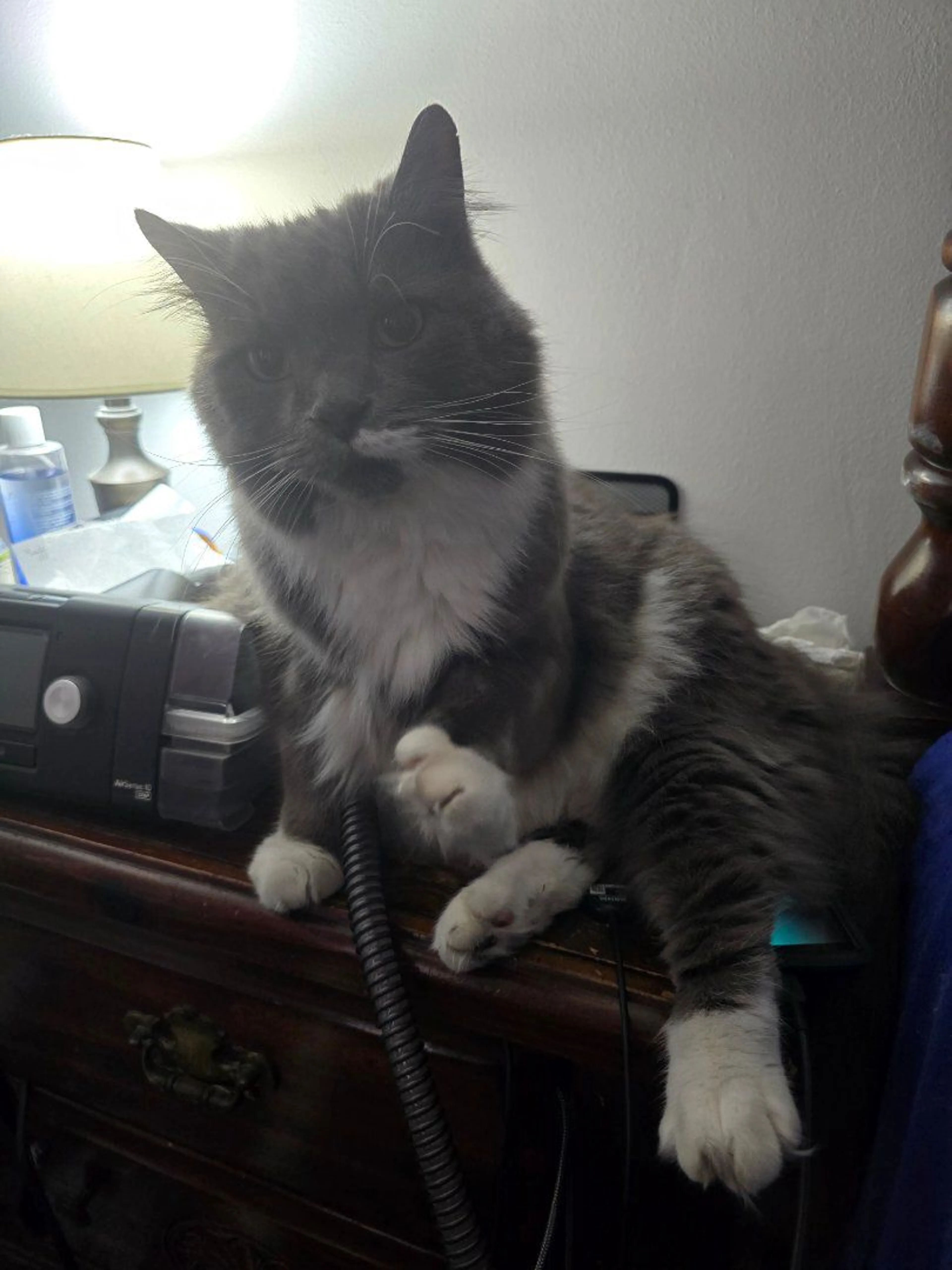 Lost pet-0