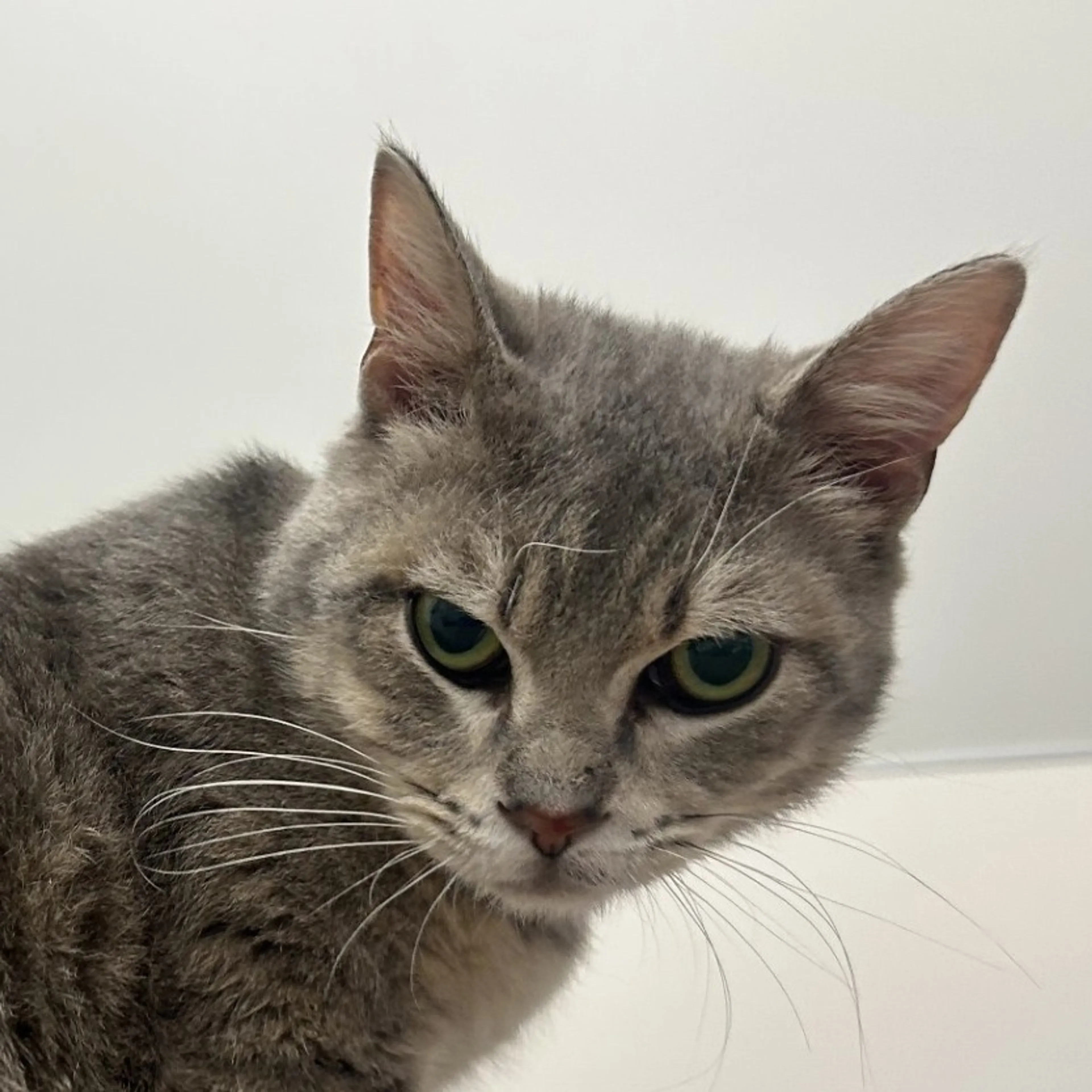 Found pet-1