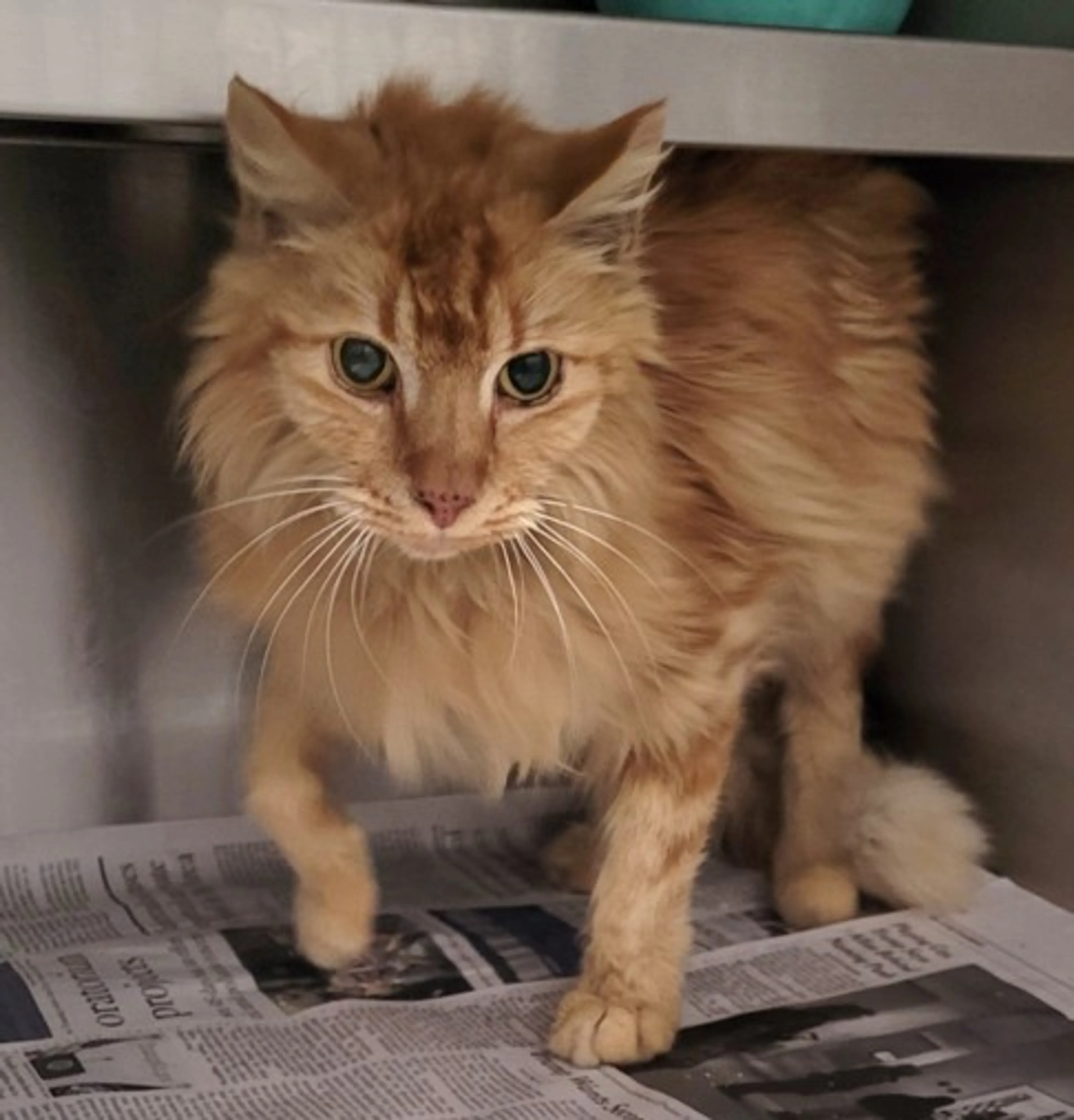 Found pet