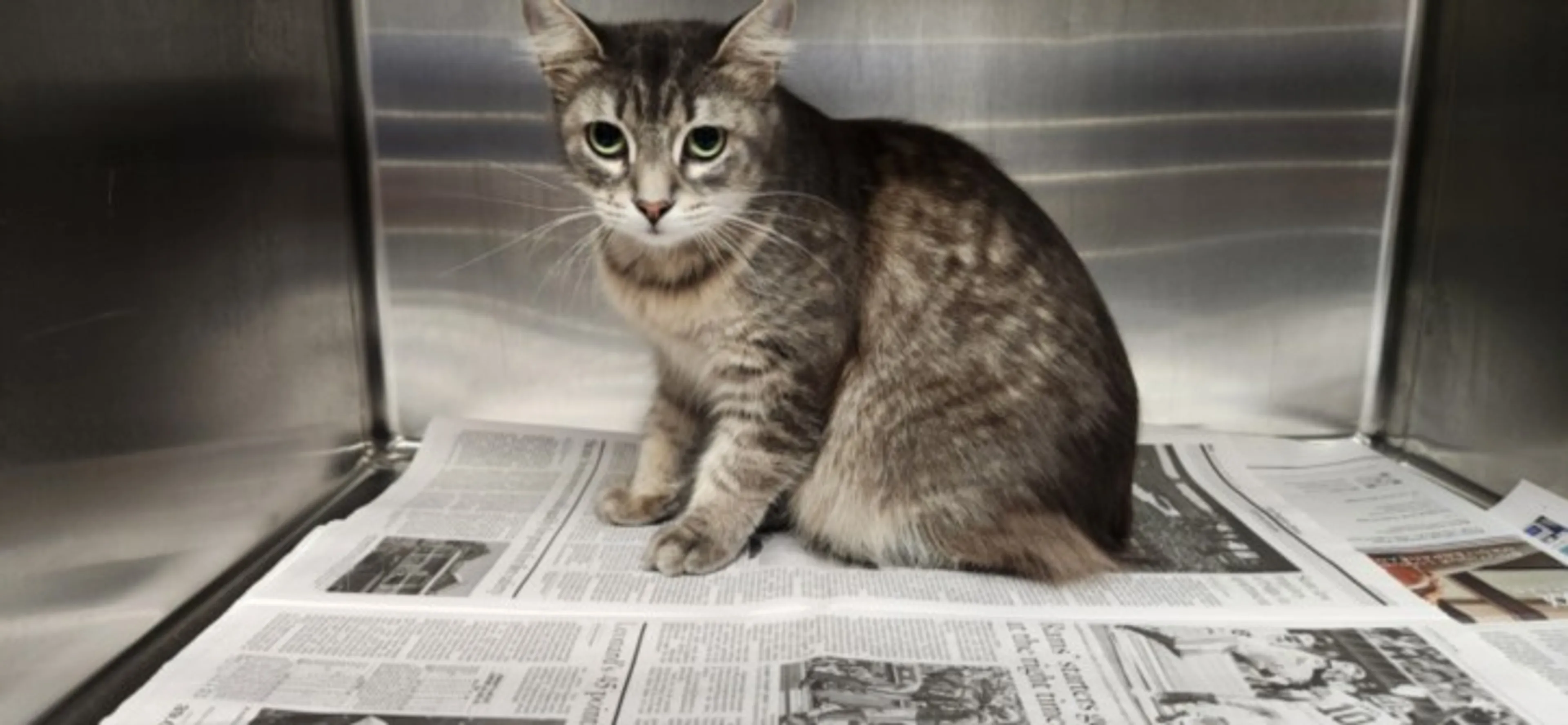 Found pet