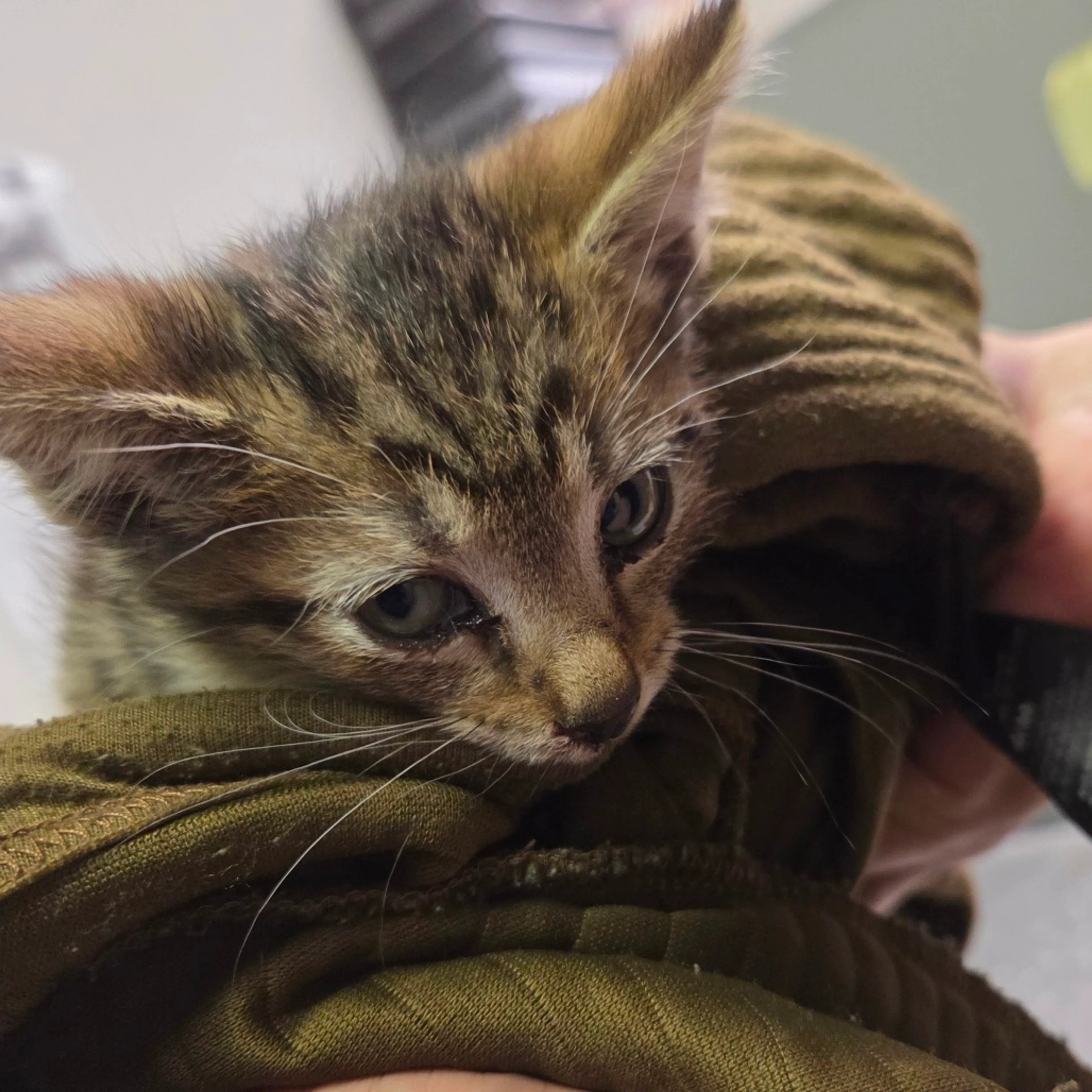Found pet-1