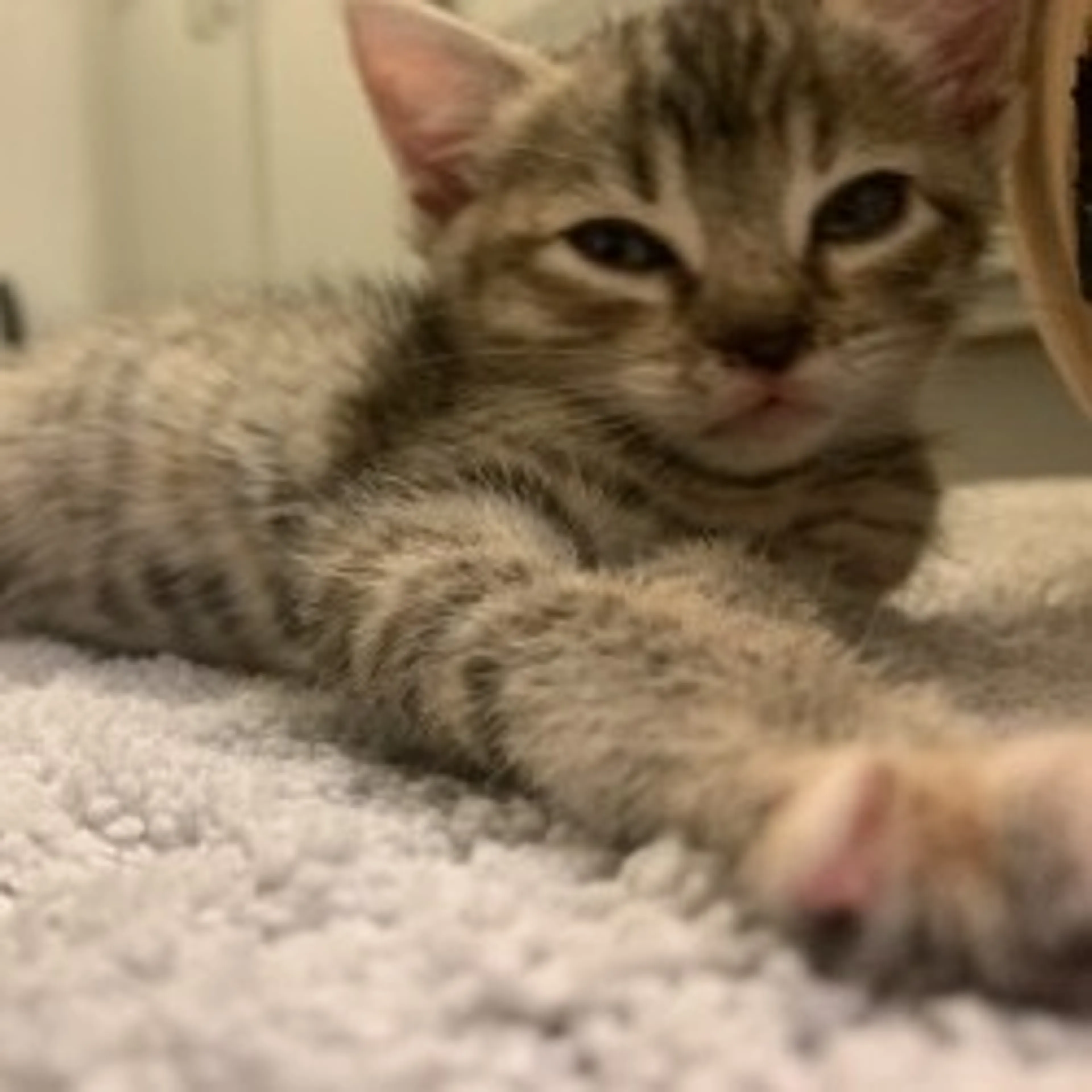 Found pet-2