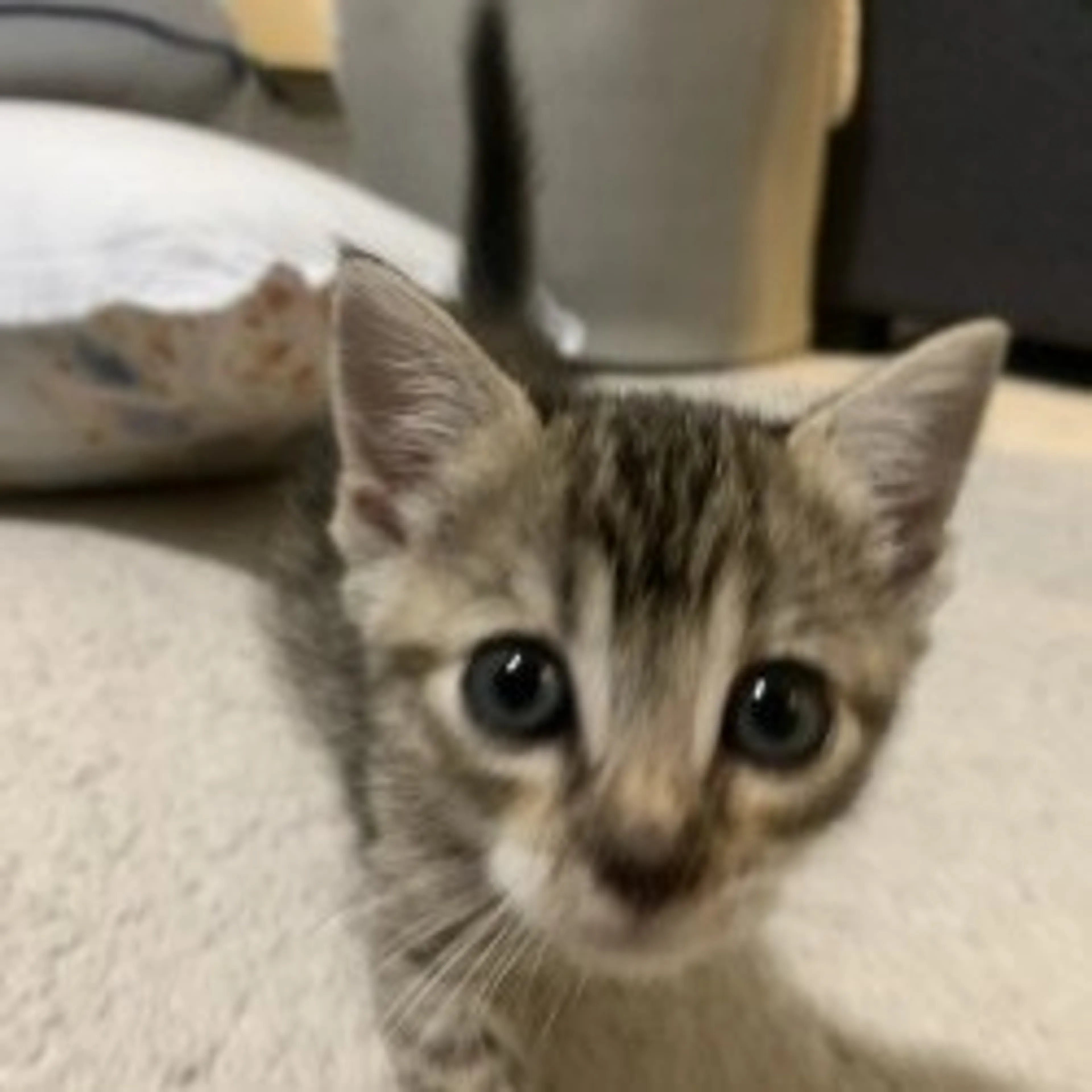 Found pet-6