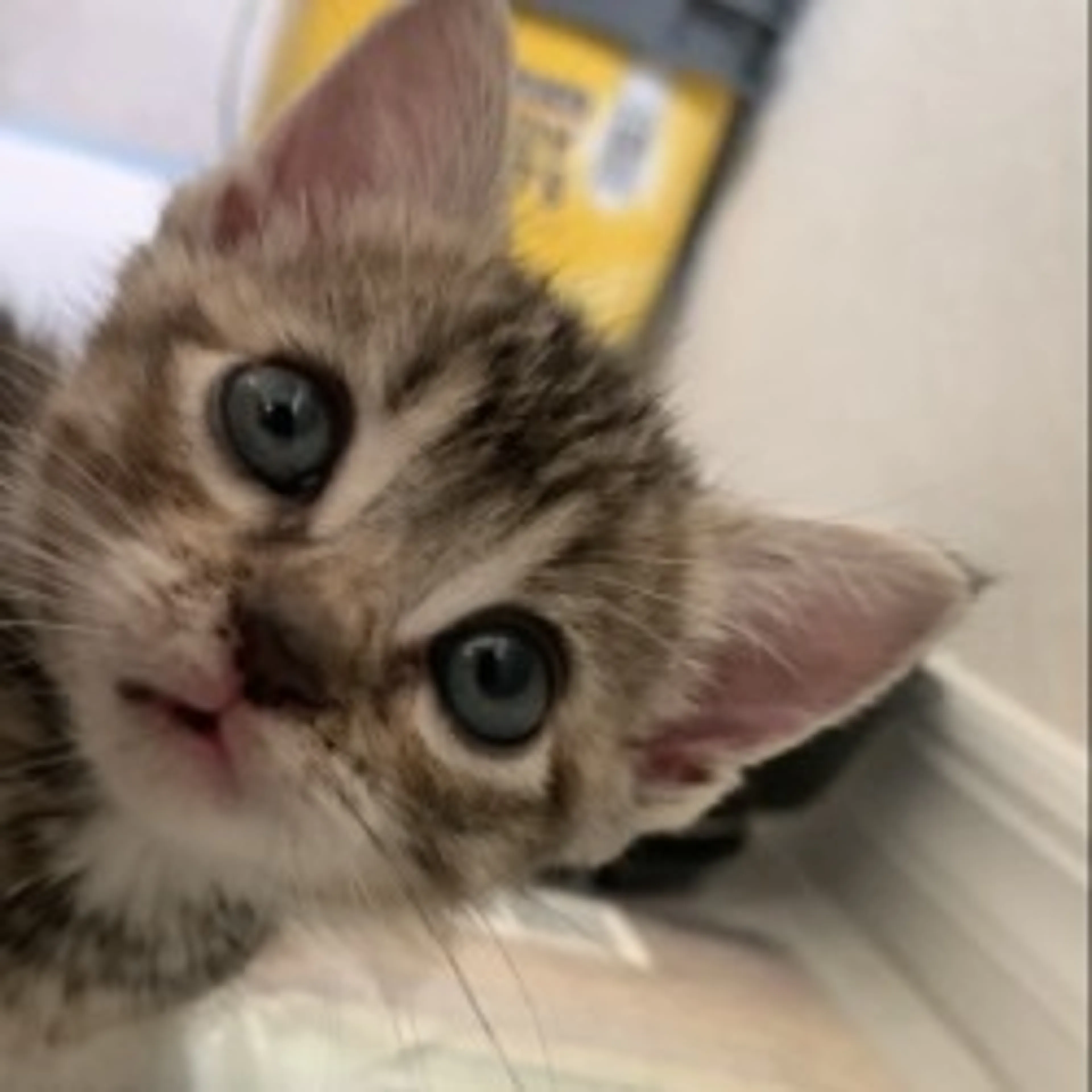 Found pet-5