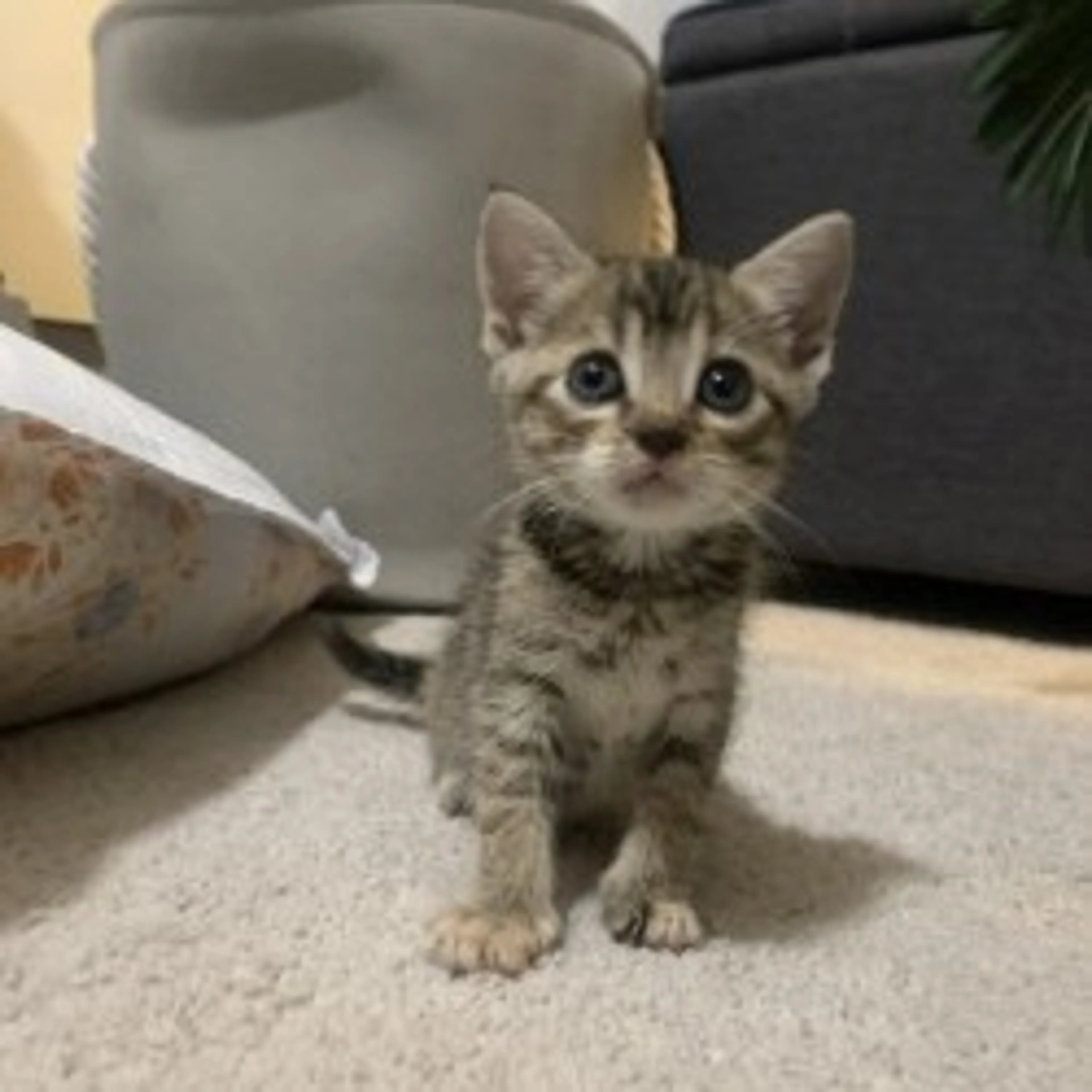 Found pet-0