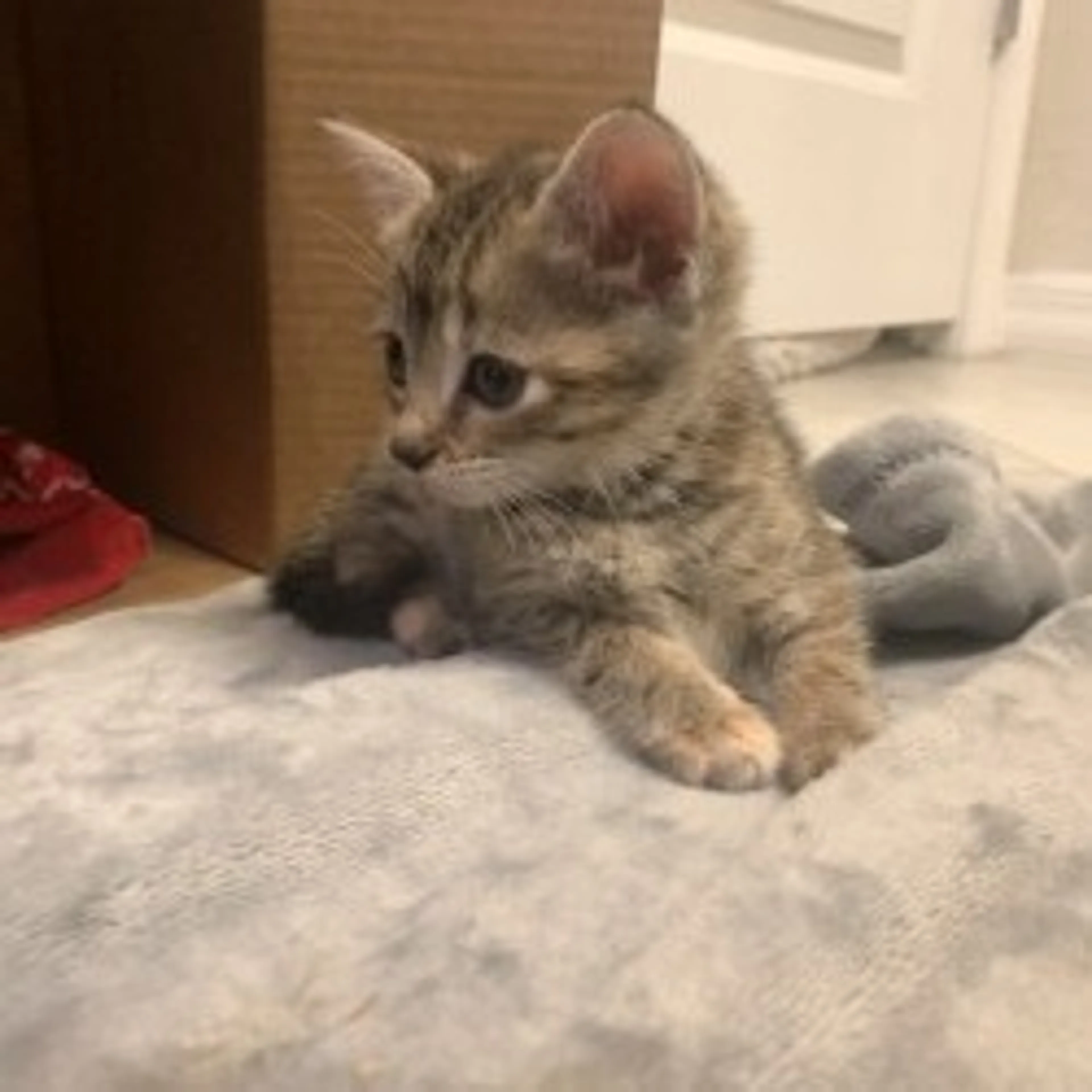 Found pet-4